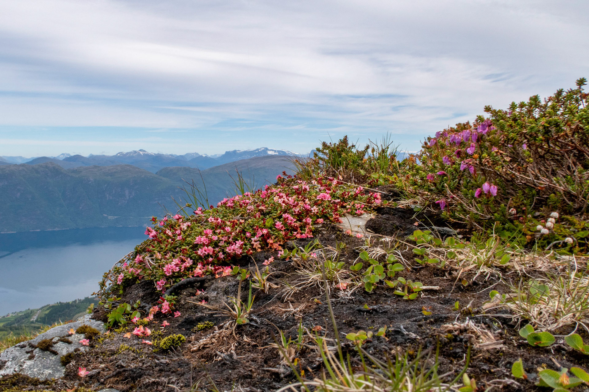 Greplyng, blålyng og Moselyng på Eikeneshesten i Gloppen