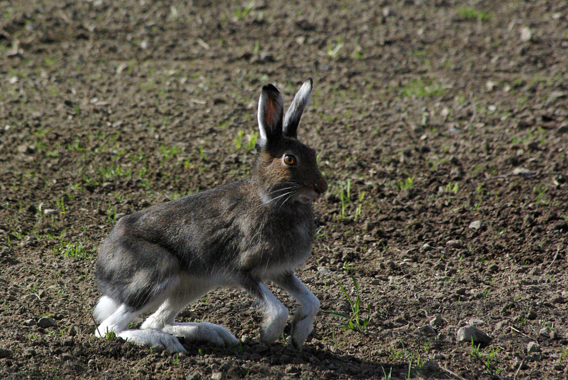 Hareunge