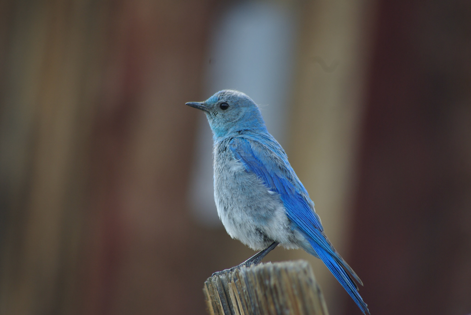 Mountain bluebird (California)