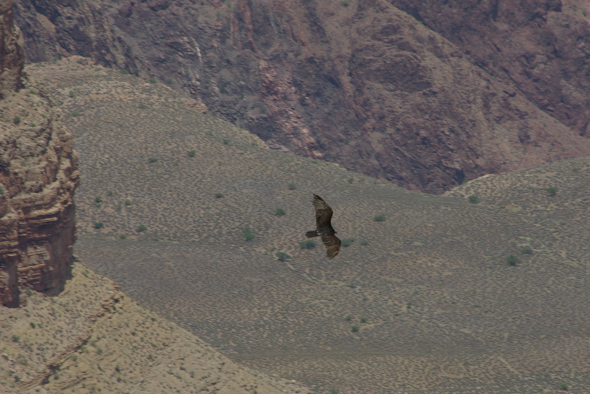 Kalkungribb (Arizona)