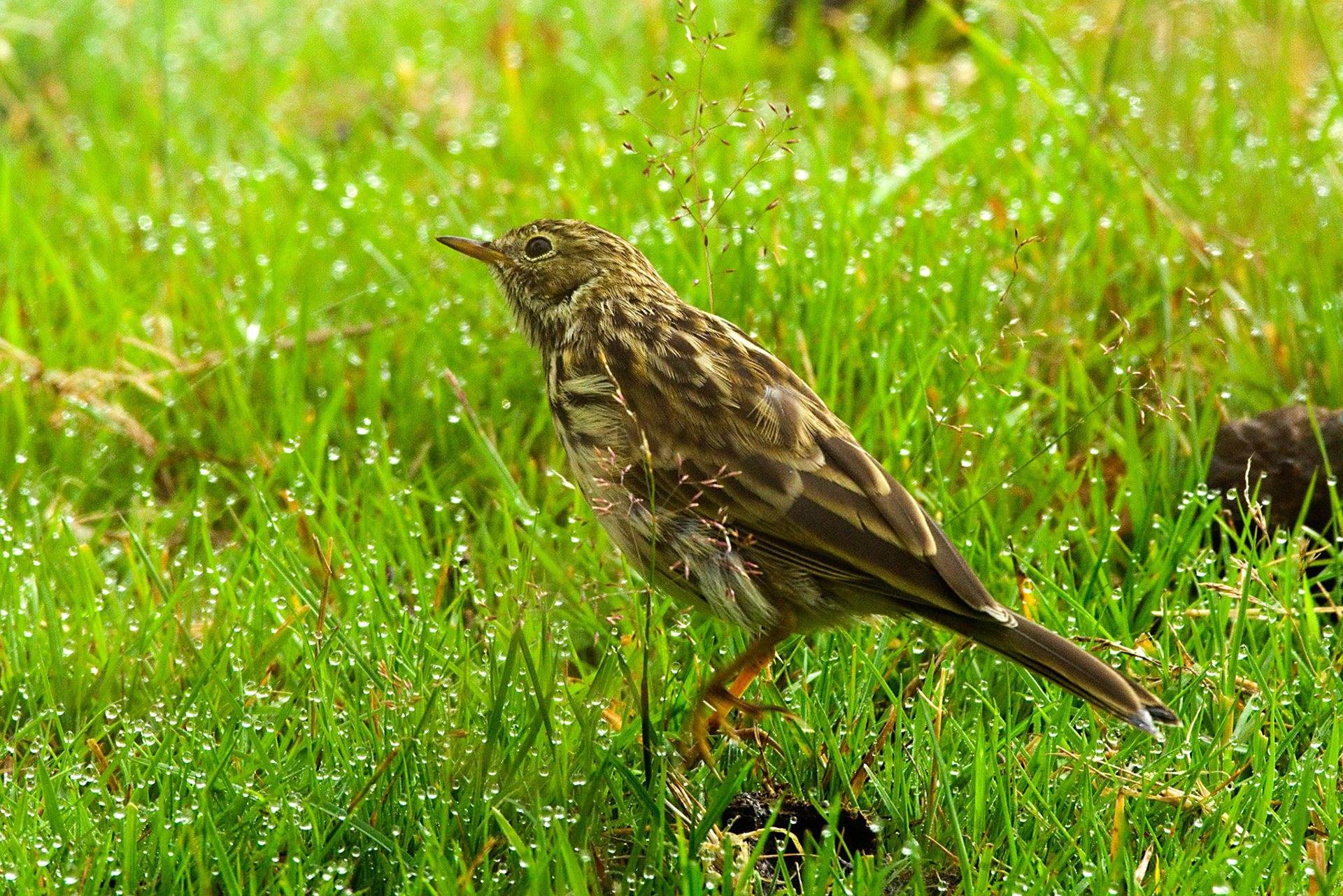 Heipiplerke ved Birkebu