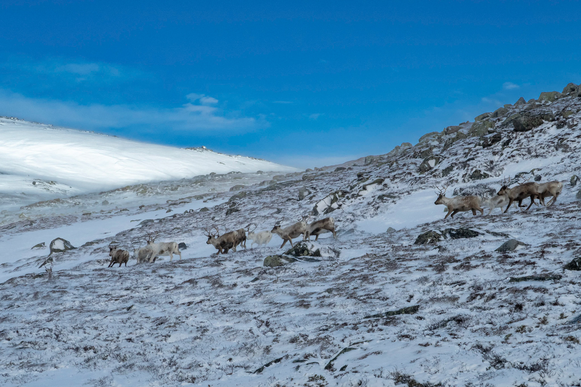 Rein ved Kneppskaret