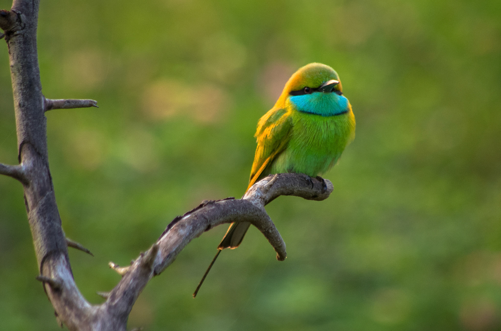 Beryllbieter (Sri Lanka)