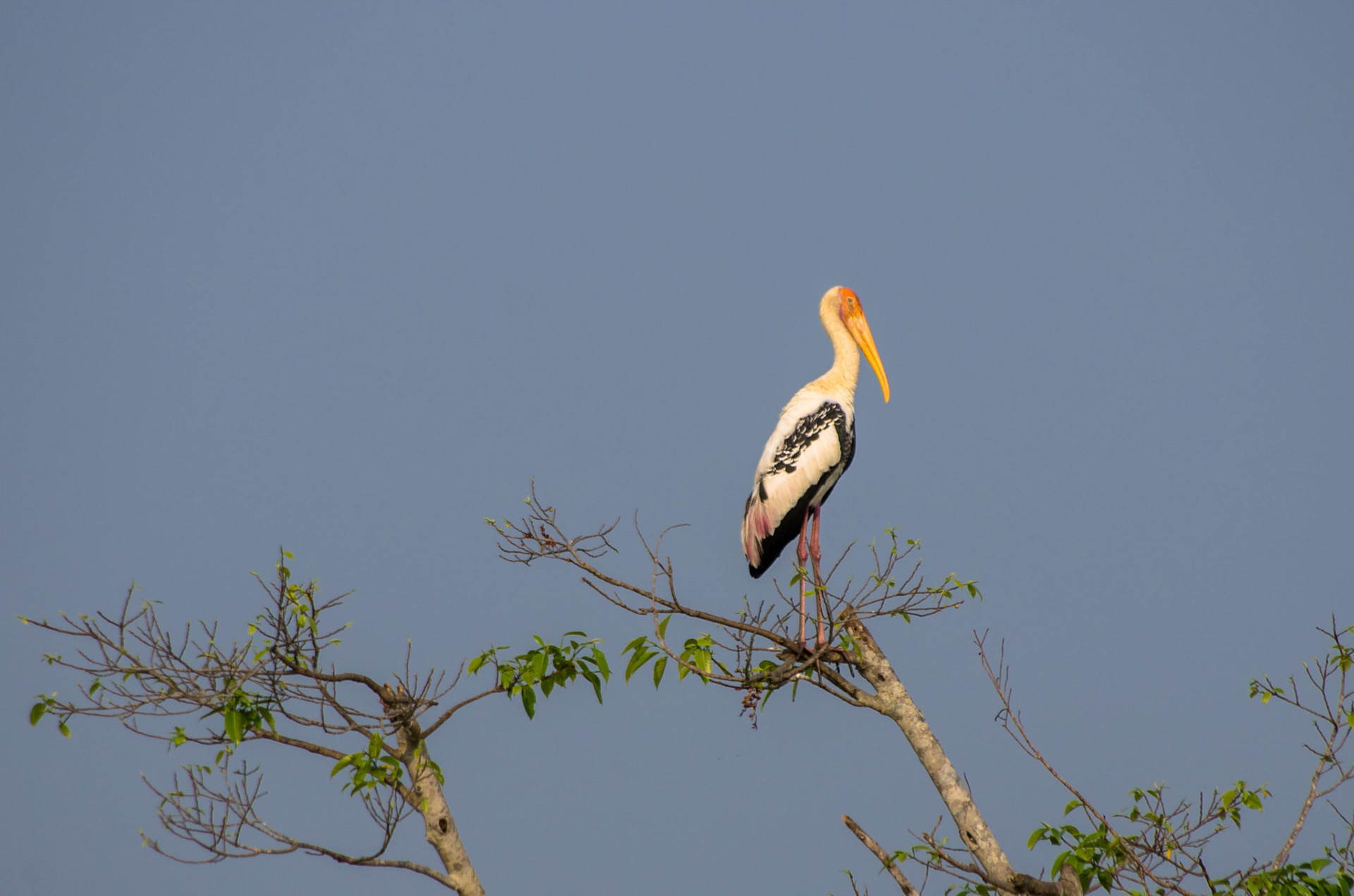 Beltestork (Sri Lanka)