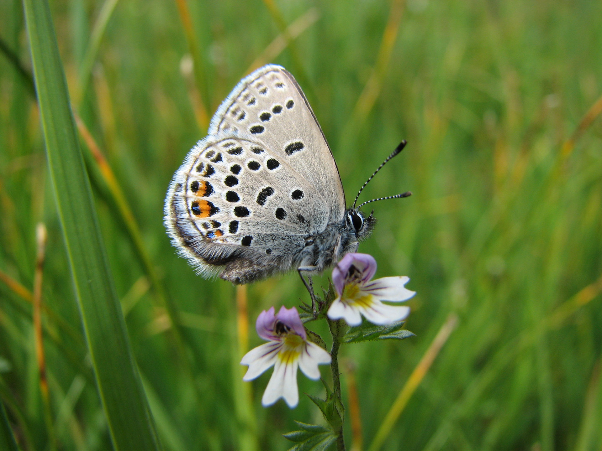 Blåvinge på Øyentrøst
