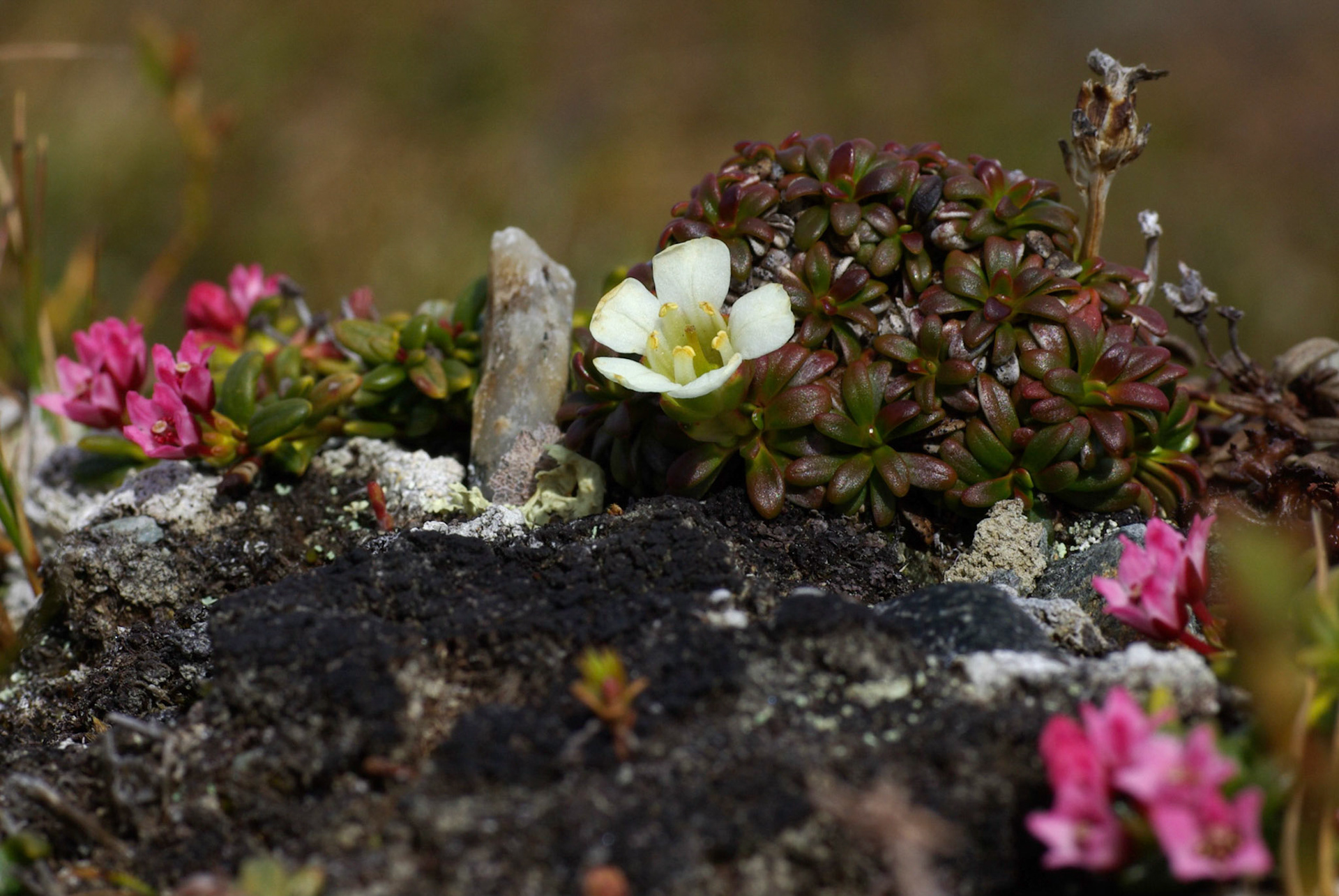 Fjellpryd og greplyng