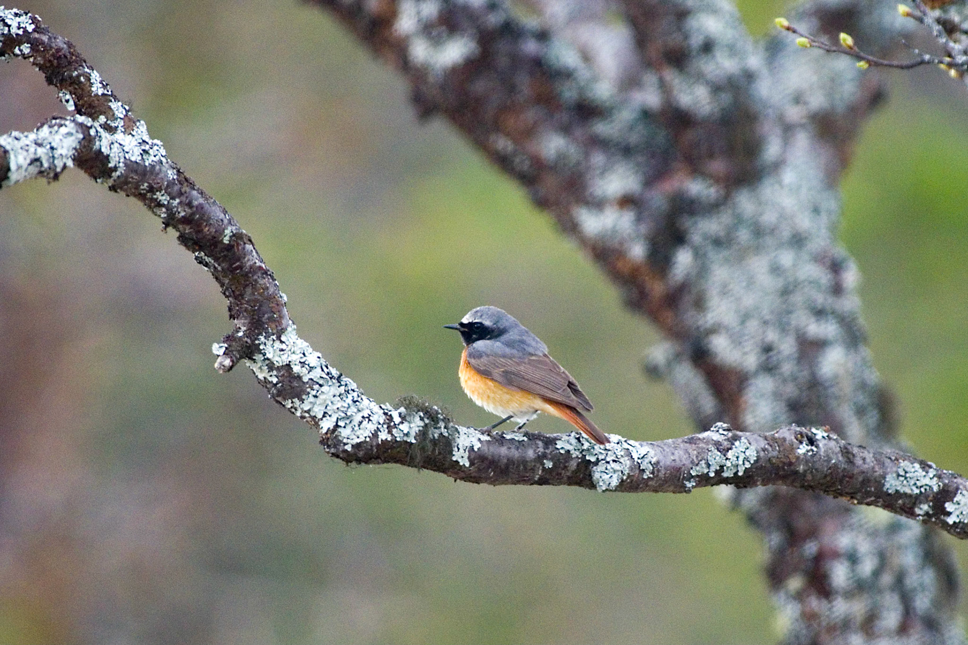 Rødstjert (Fluesnapperfamilien)