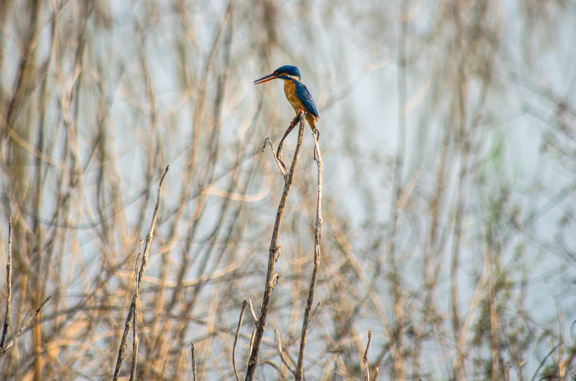 Isfugl - kingfisher (Sri Lanka)