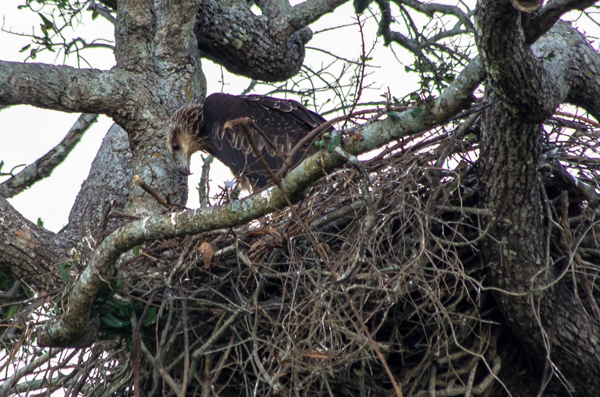 Svartglente (Sri Lanka)