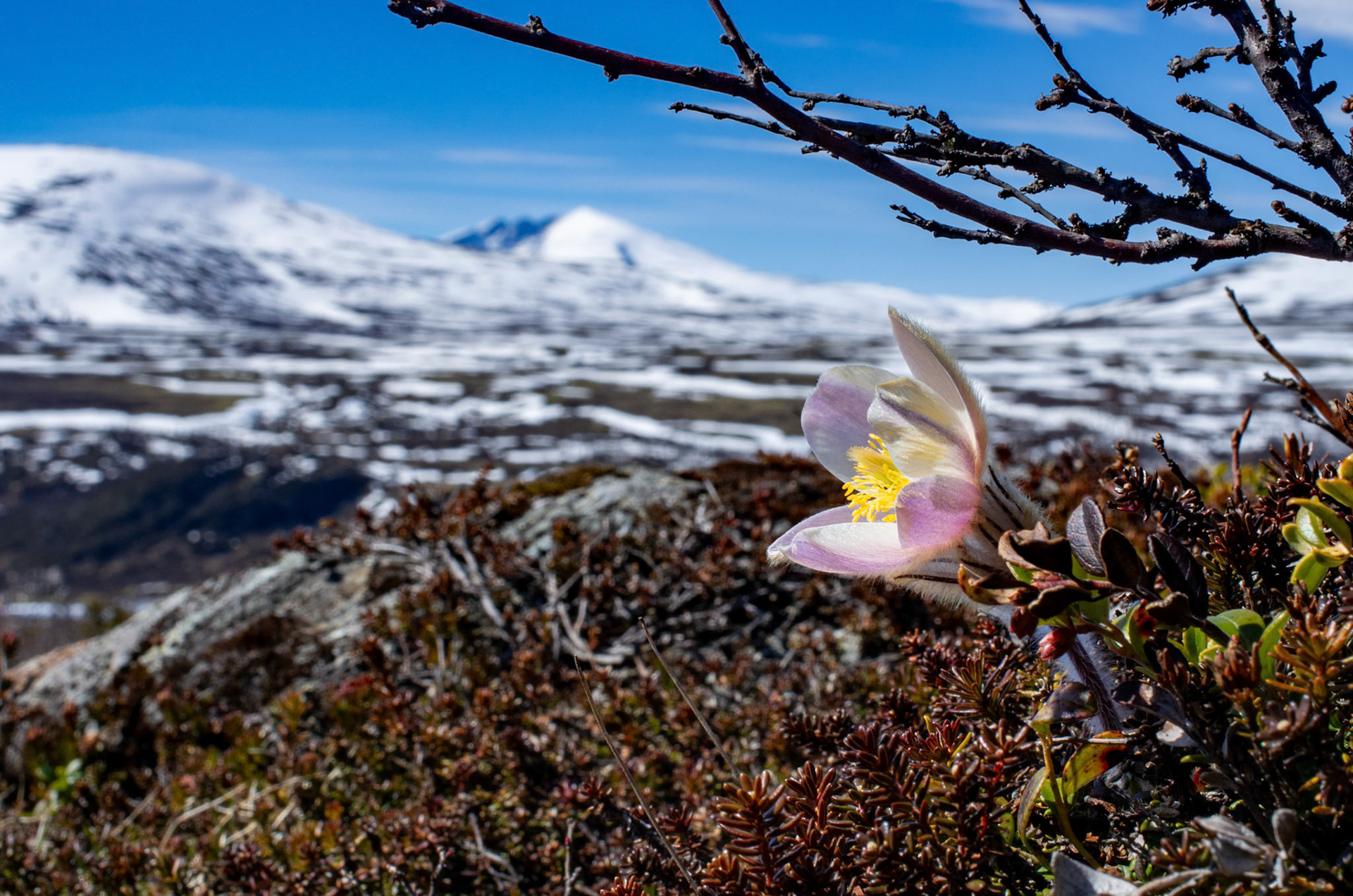 Snøhetta og Mogop
