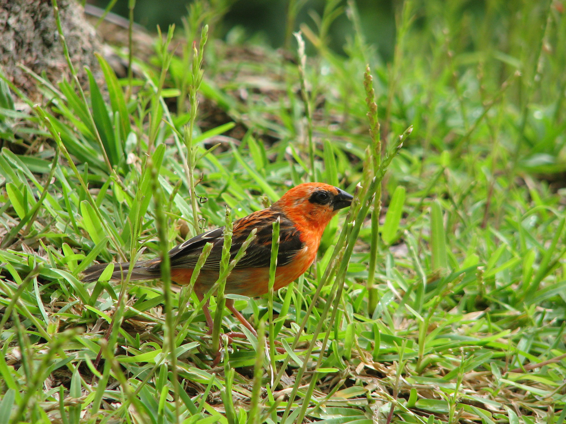 Madagascar Fody (Seychellene)