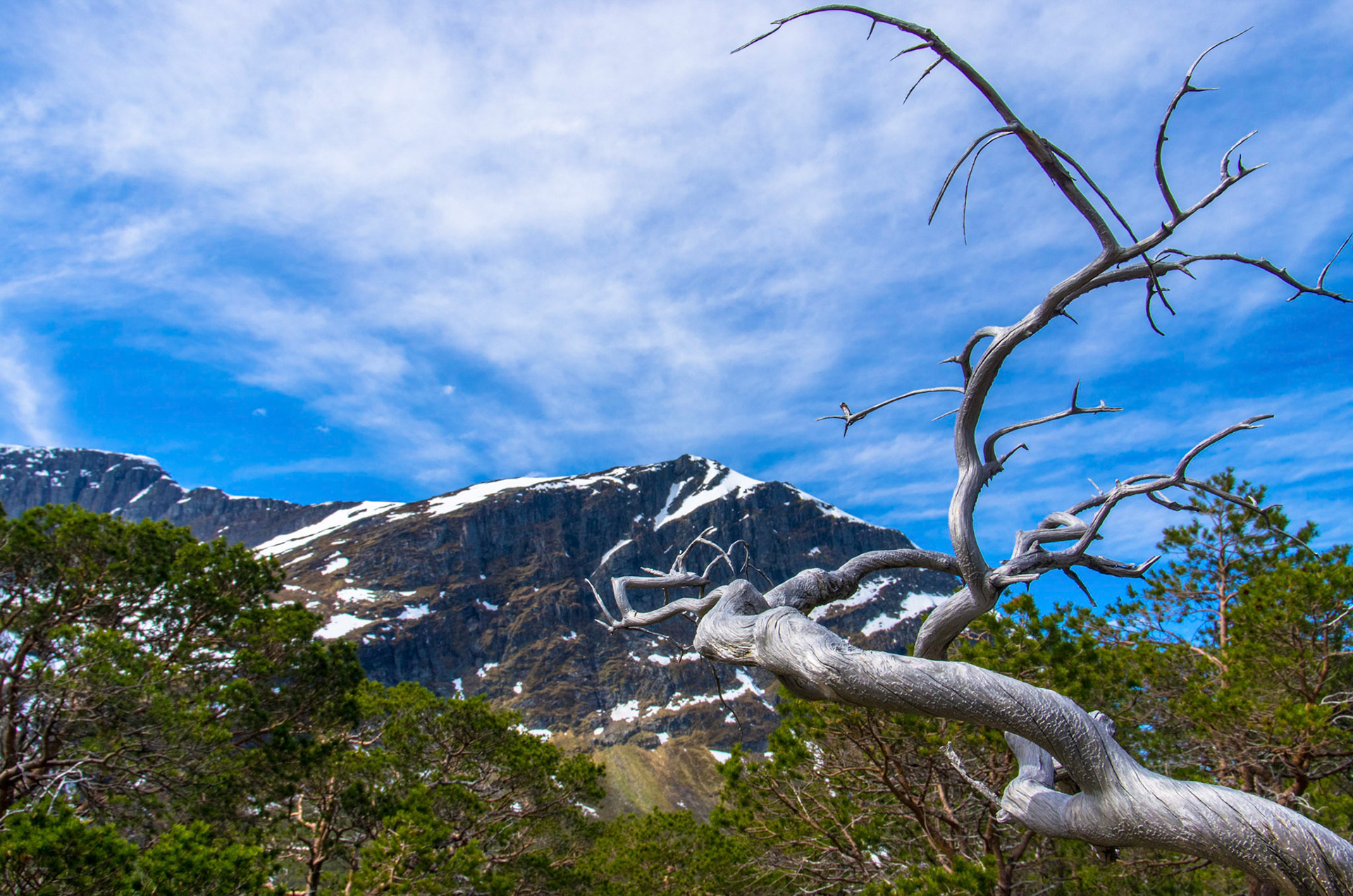 Furugadd i Langedalen