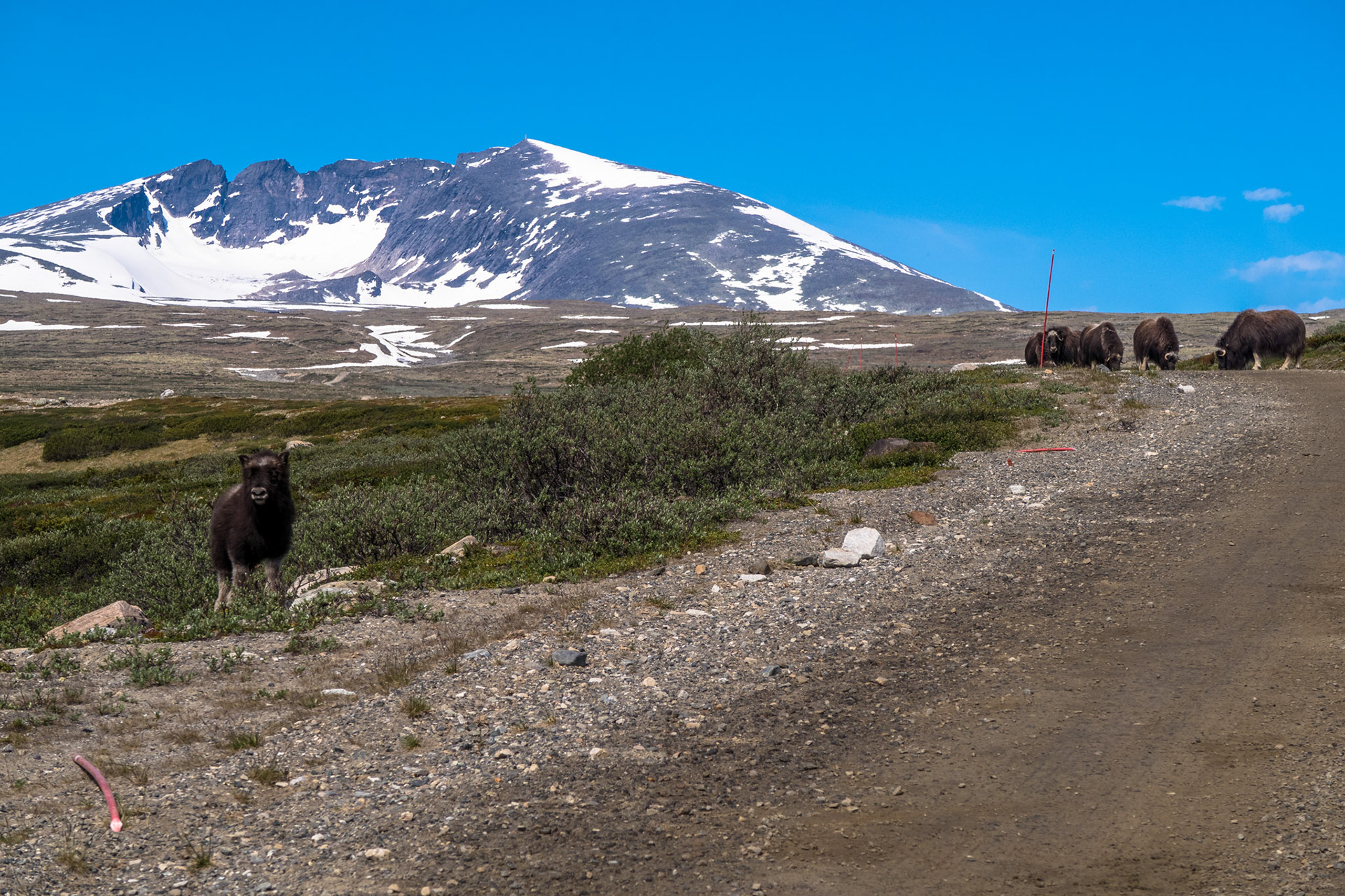 Moskus ved Snøhetta