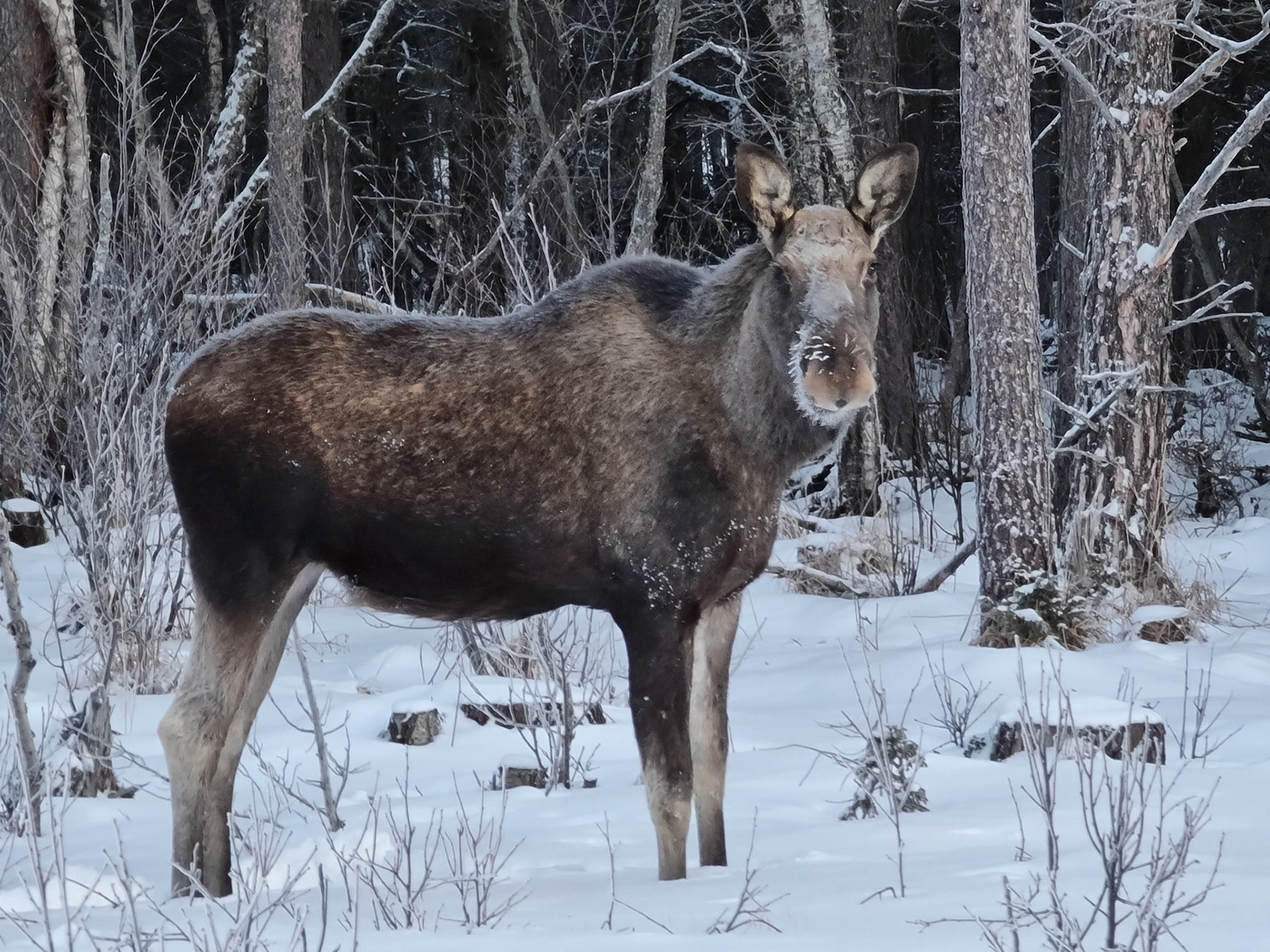 Elg ved Fagerhaug i Oppdal