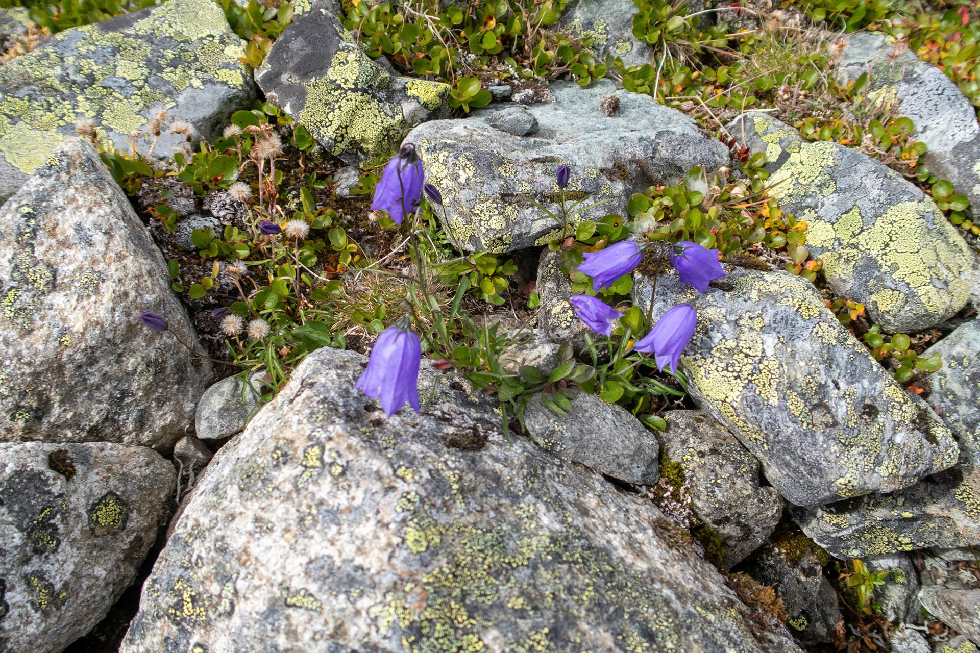 Blåklokke