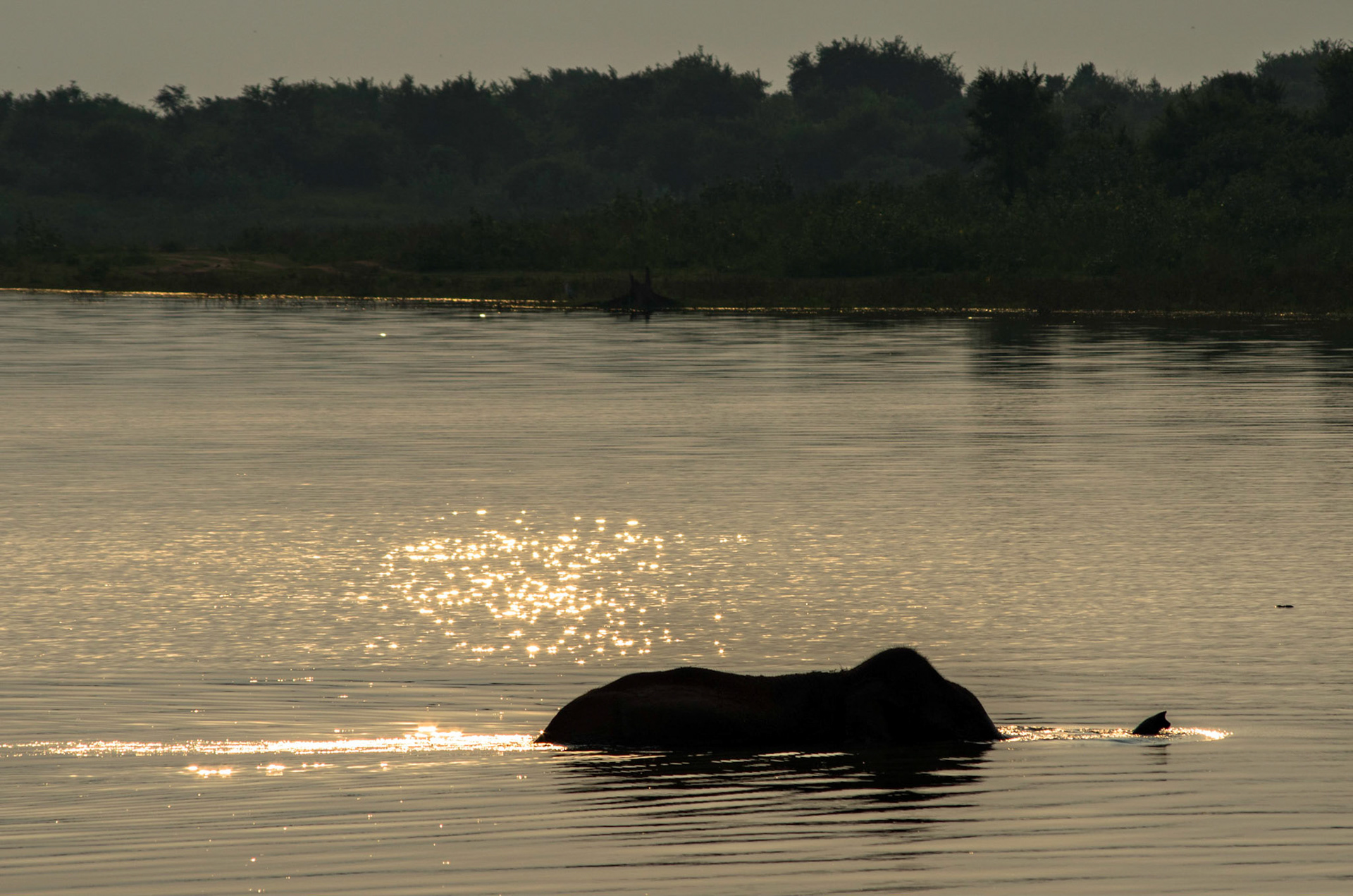 Elefant, Uduwalawe, Sri Lanka