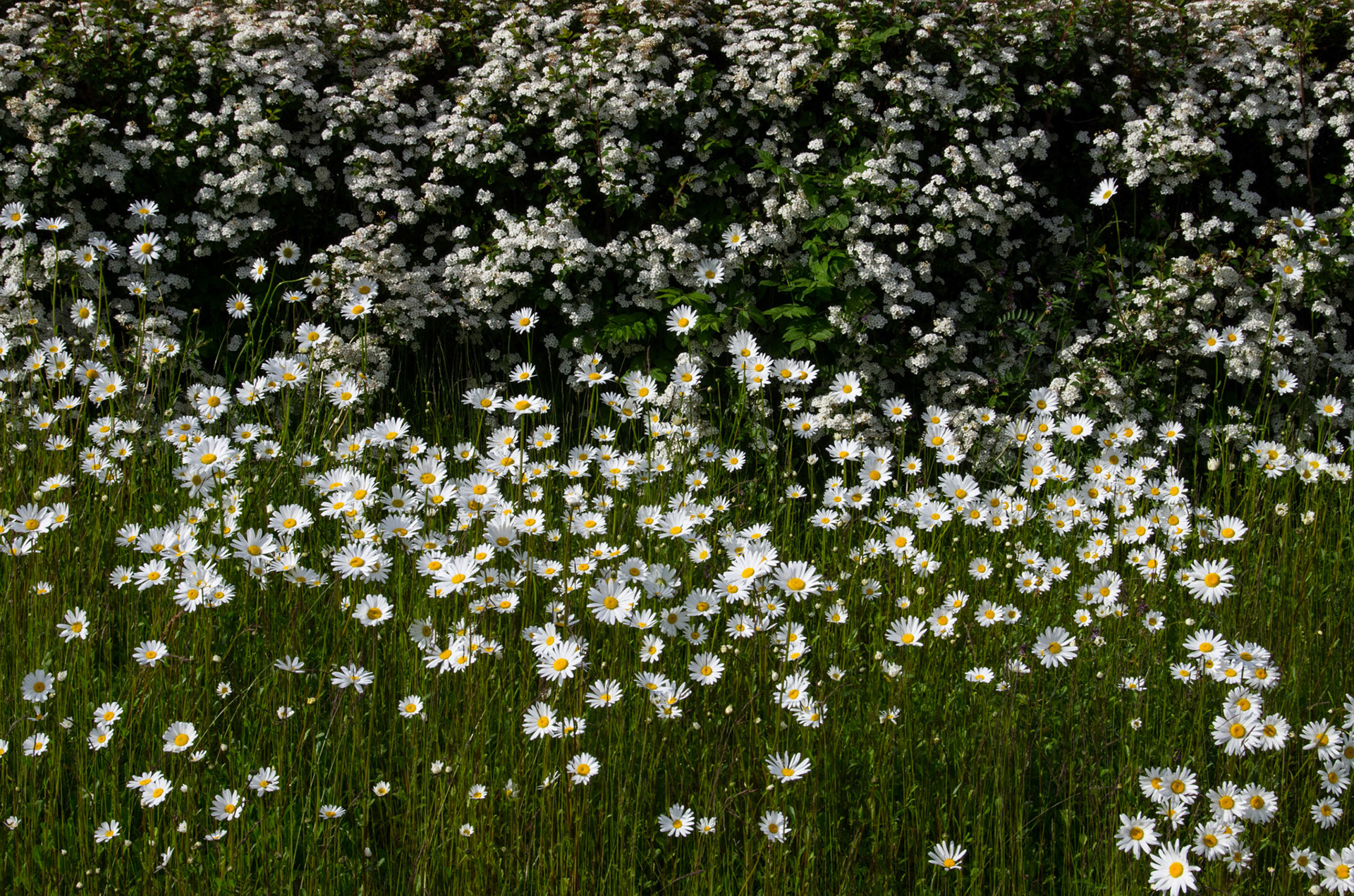 Prestekrager i Gloppen