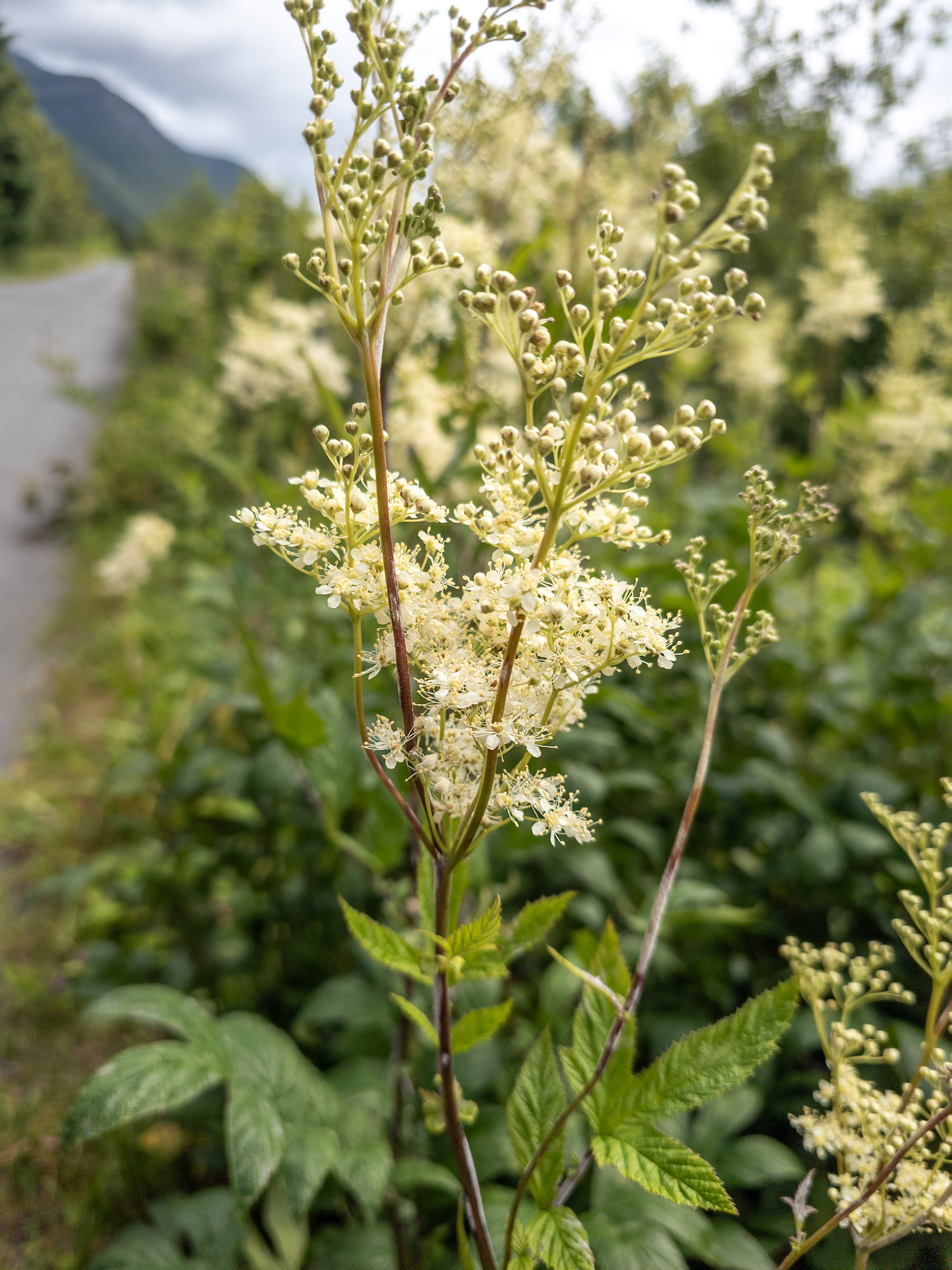 Mjødurt