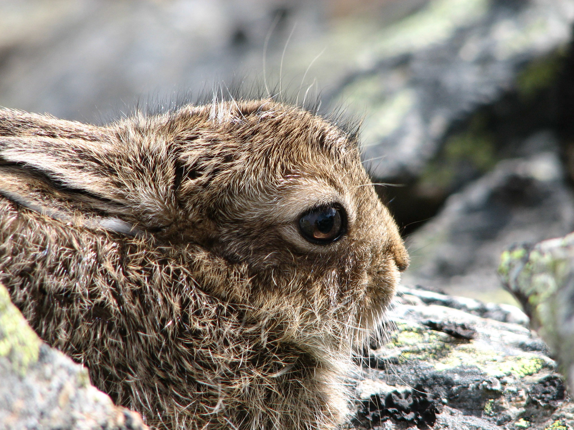 Hareunge på Ryssdalshorn