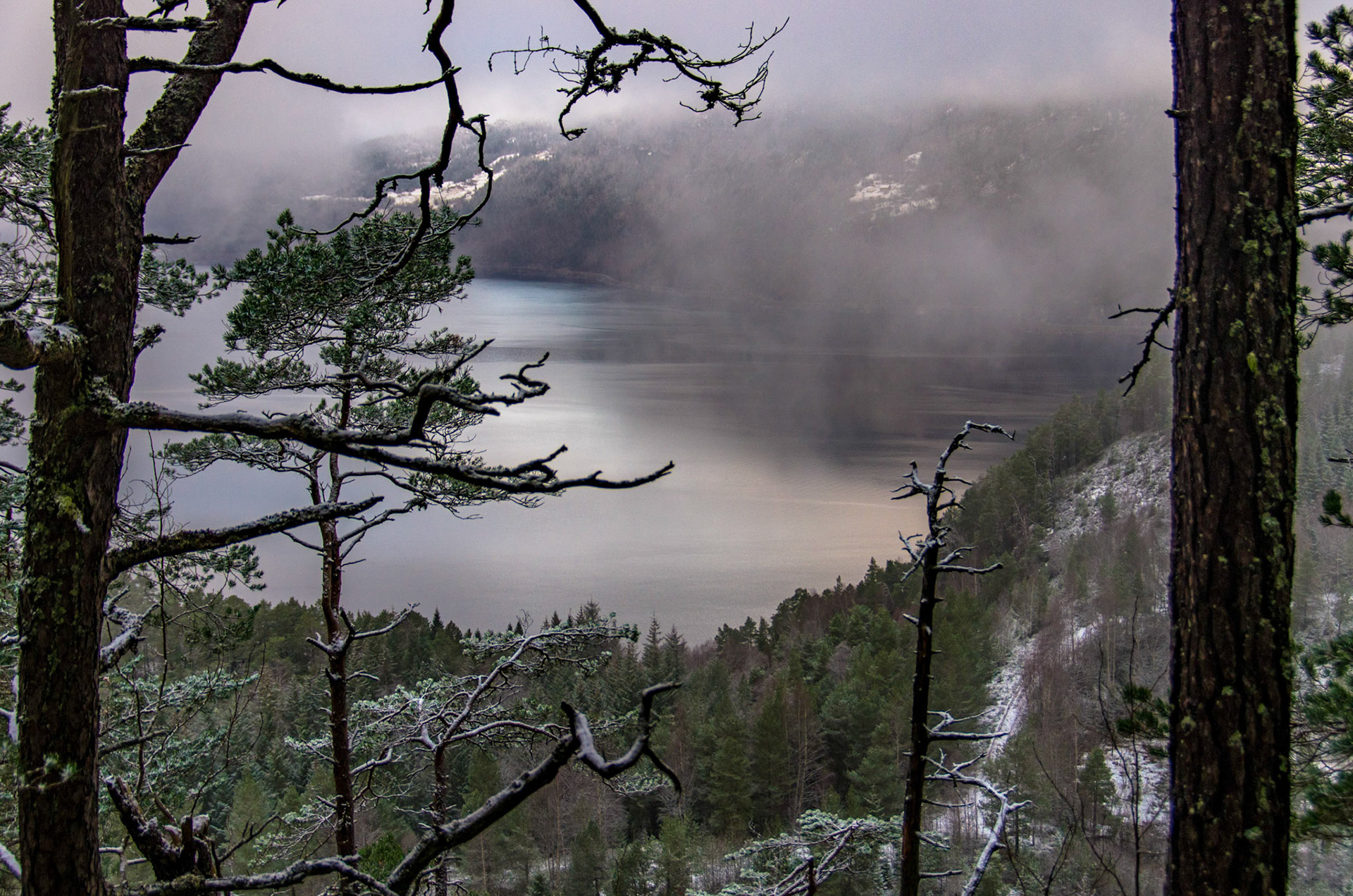 Nordfjord fra Åsebøskogen