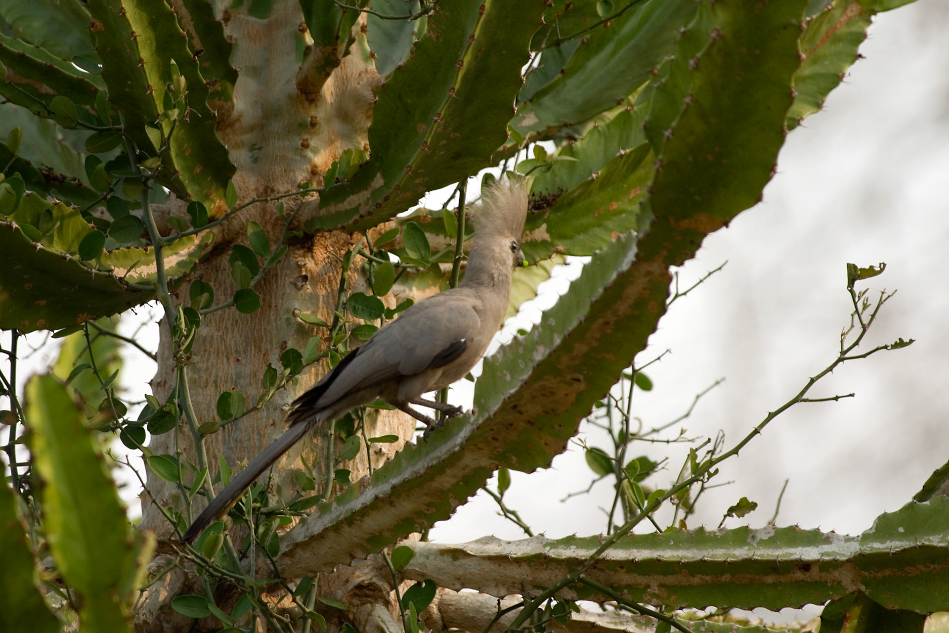 Gråturako - Grey go-away-bird (Angola)
