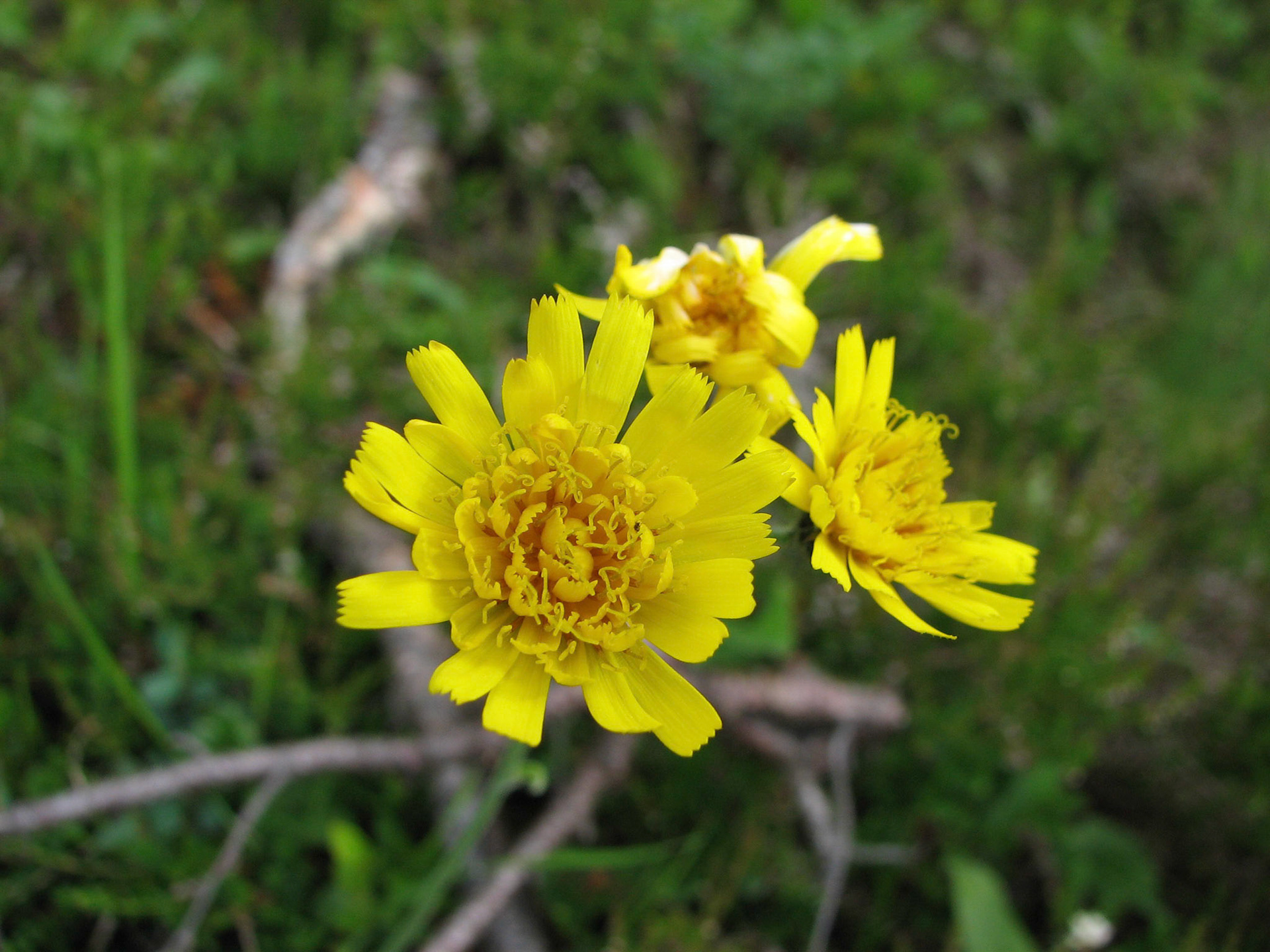 Skogsveve