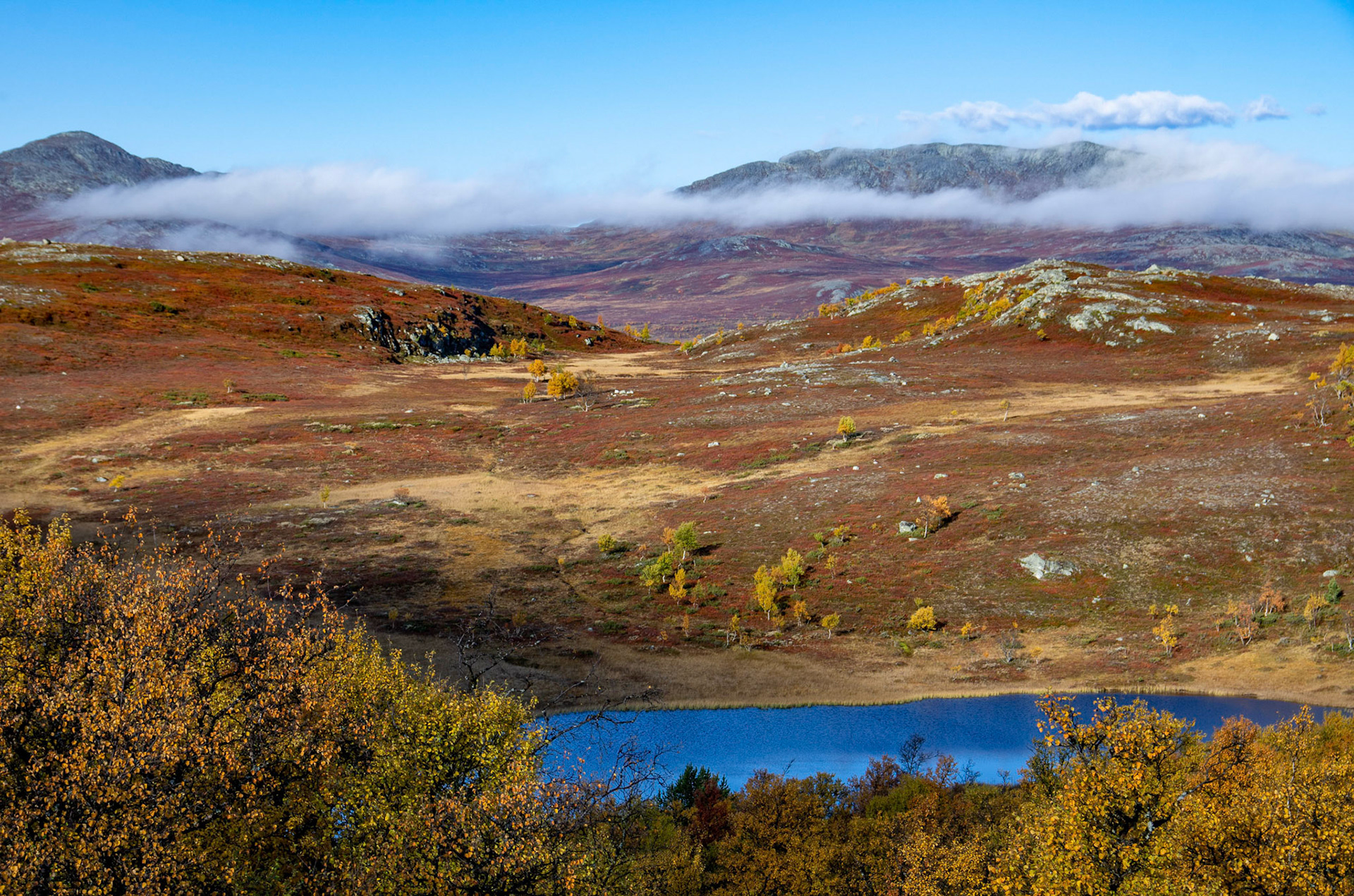 Dånnålitjønna på Vora i Oppdal