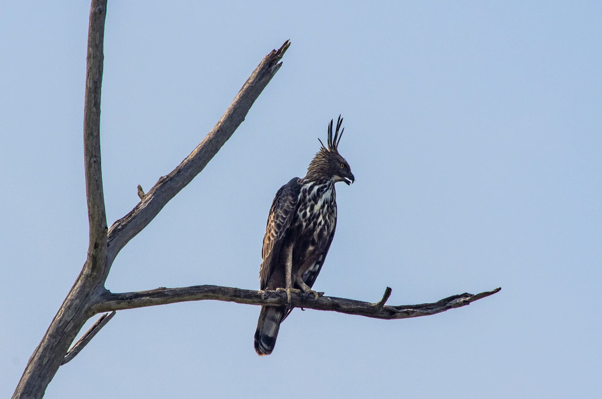 Vekselskogørn (Sri Lanka)