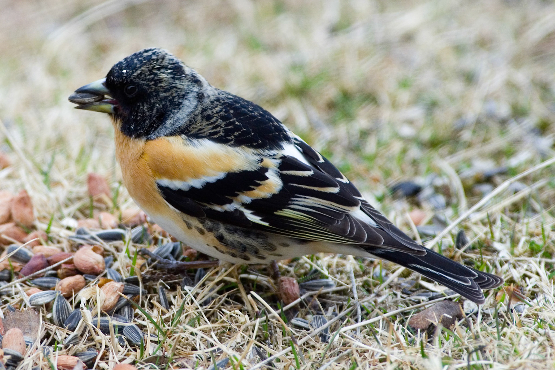 Bjørkefink / Fjellfink
