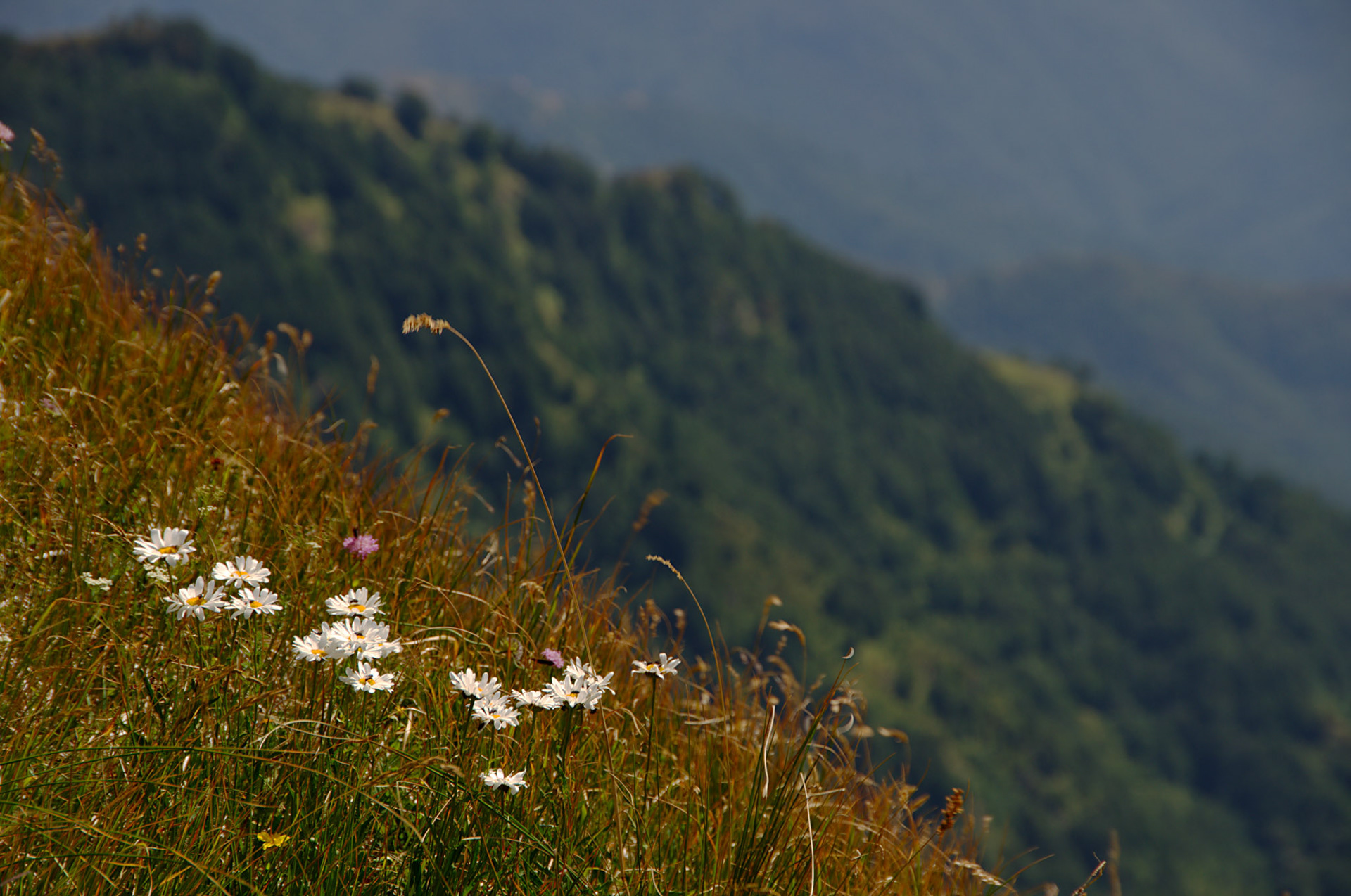 Prestekrager i Toscana