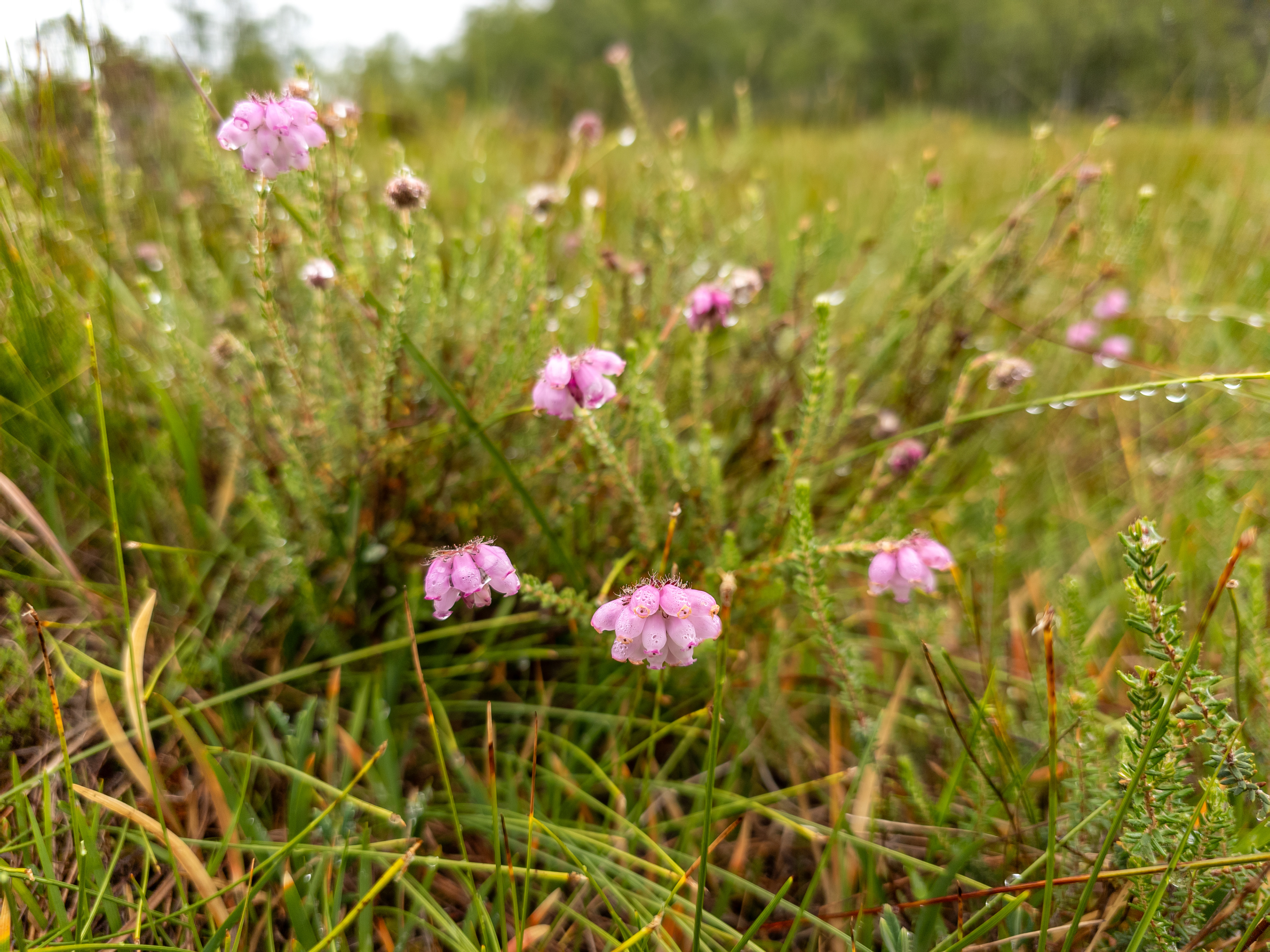 Klokkelyng i Rødalen