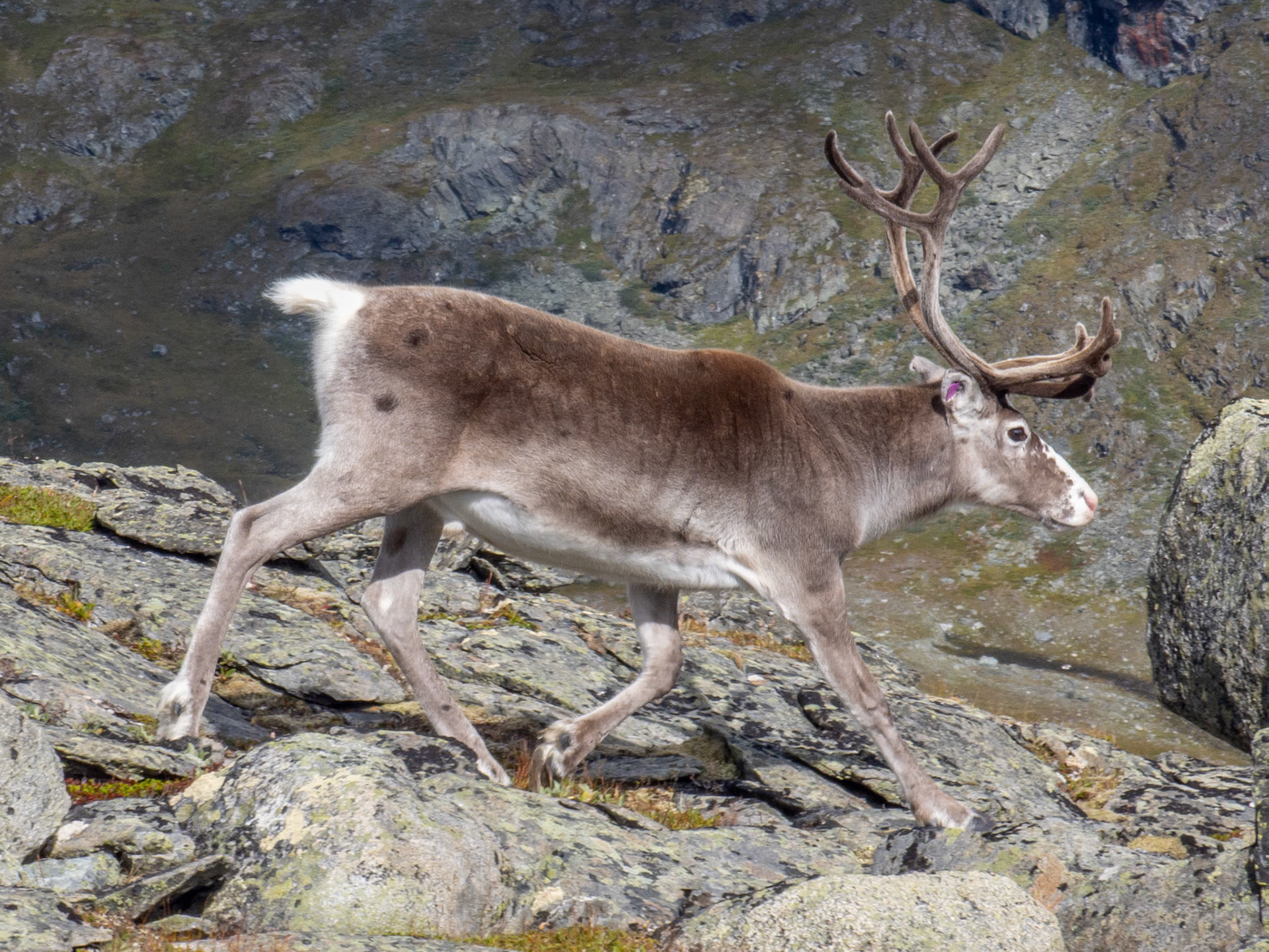Tamrein ved Grythatten
