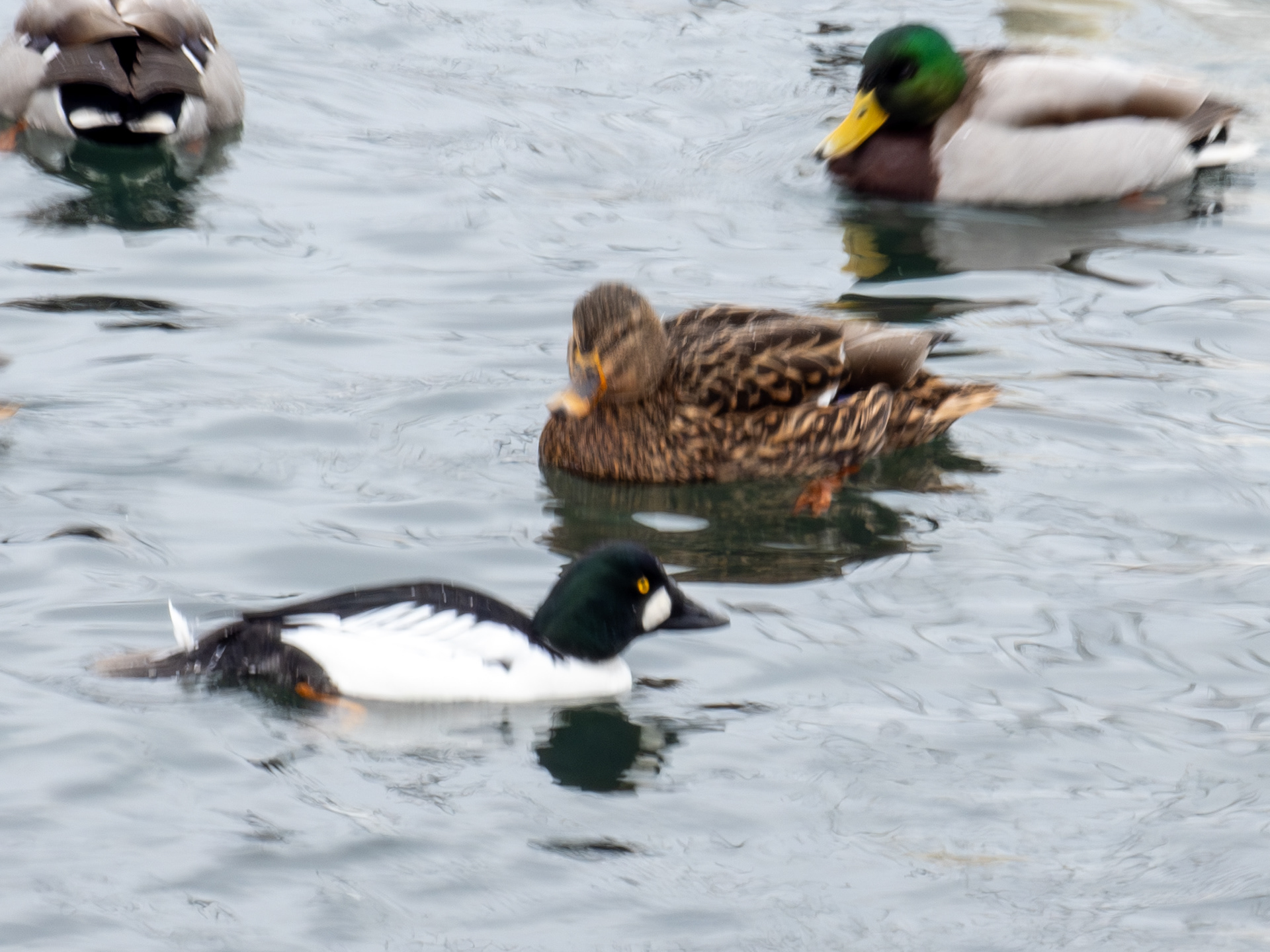 Kvinand og Stokkender