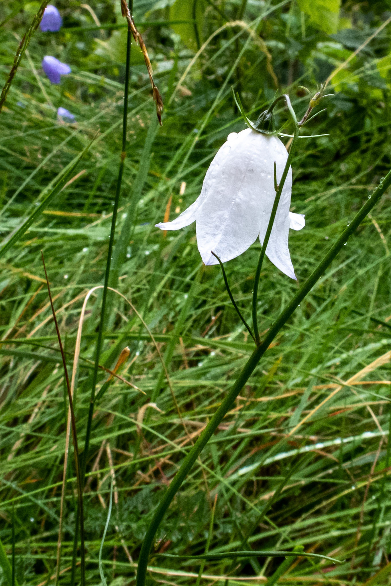 Hvit blåklokke ved Fuglesteg