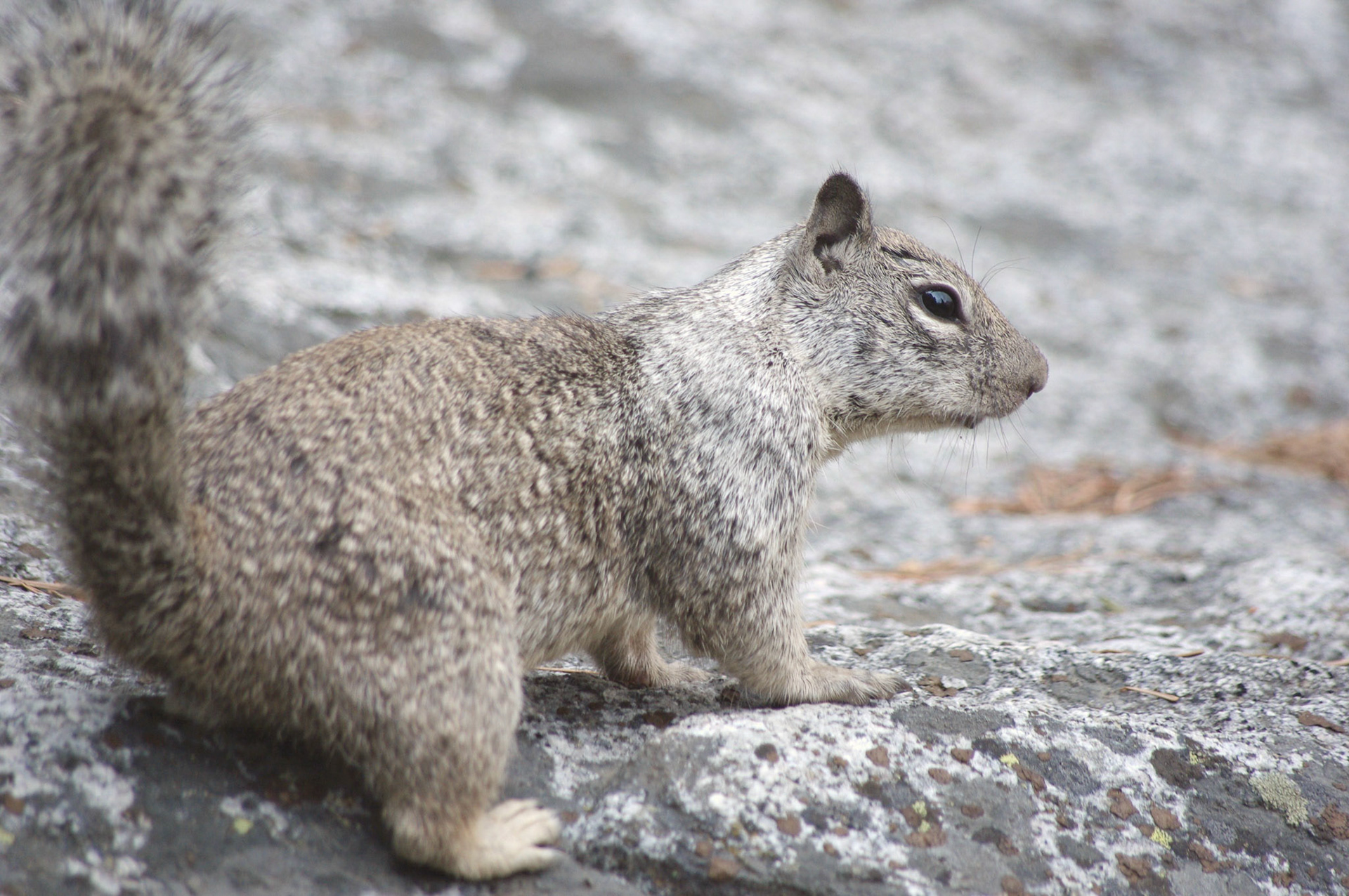California ground squirrel