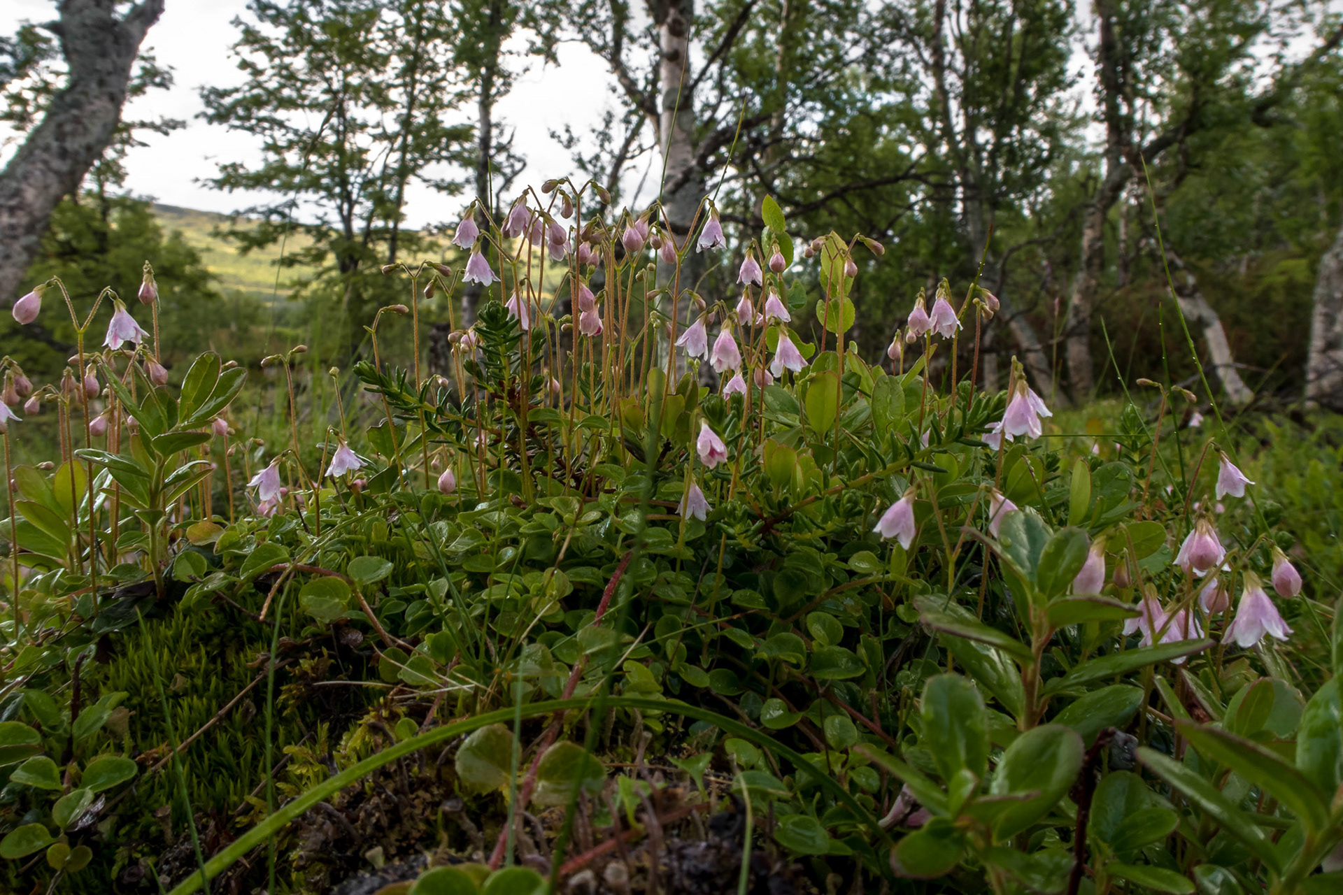 Linnea på Nerskogen