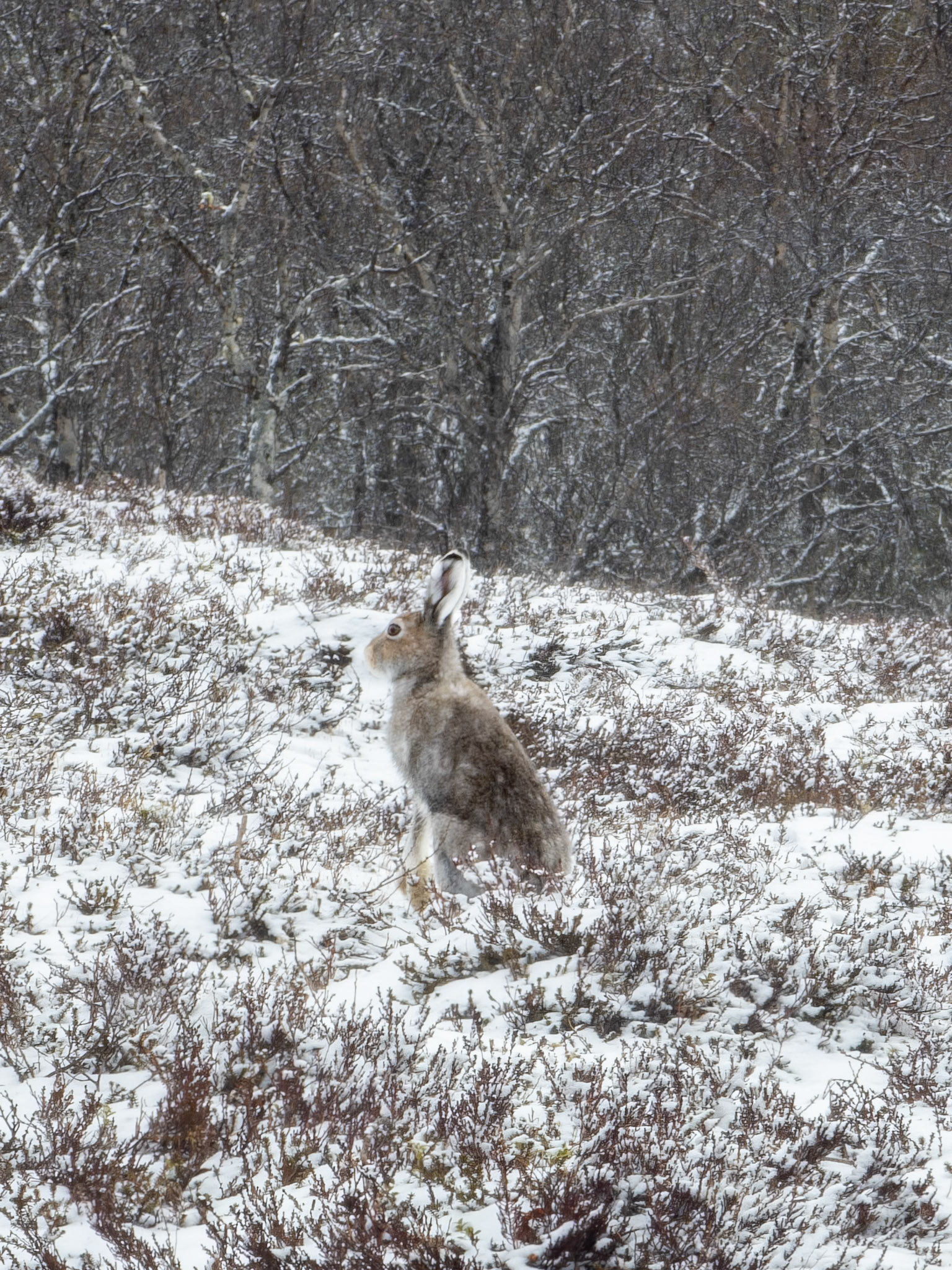 Hare ved Birkebu
