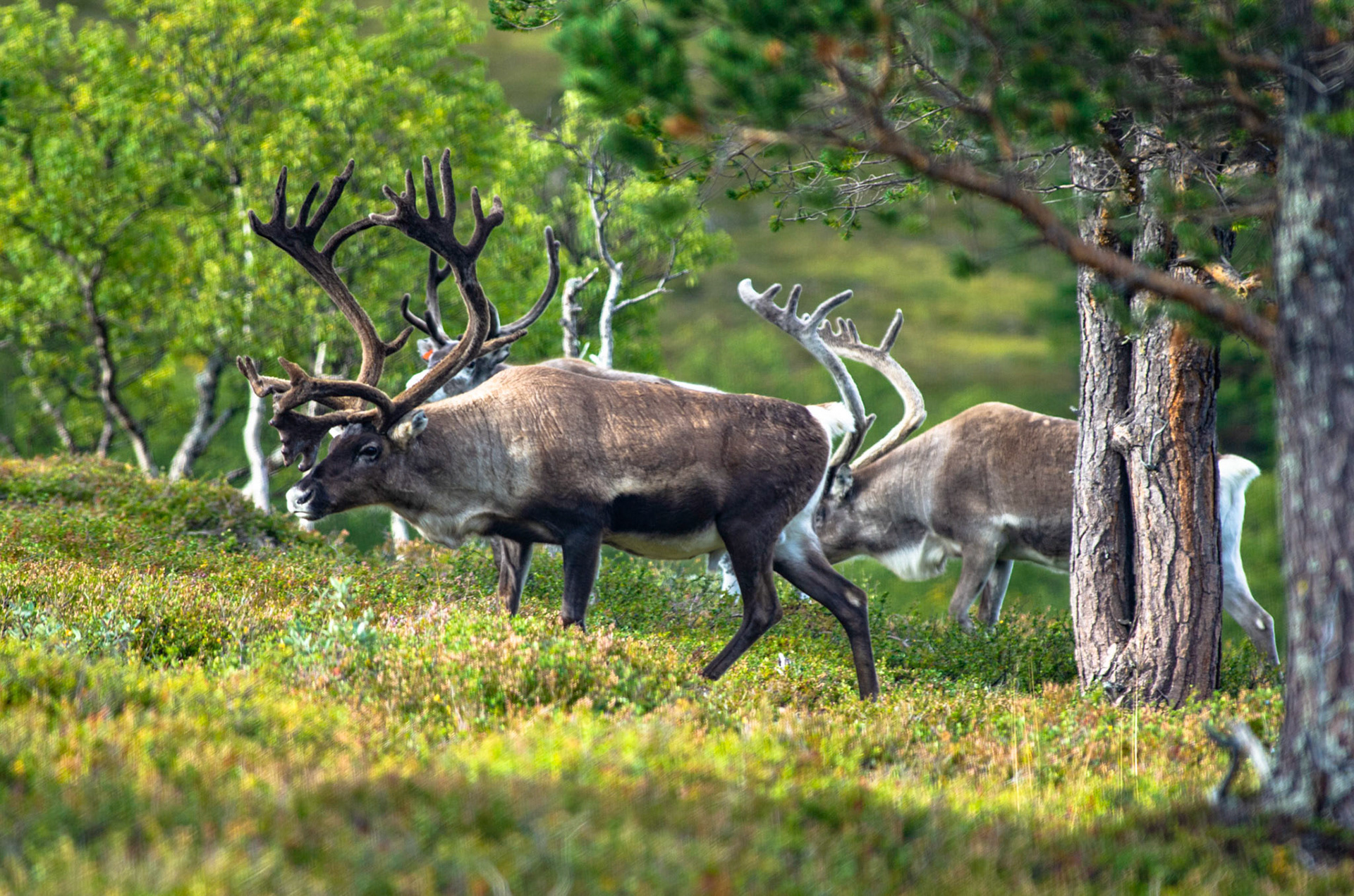 Tamrein ved Birkebu på Oppdal