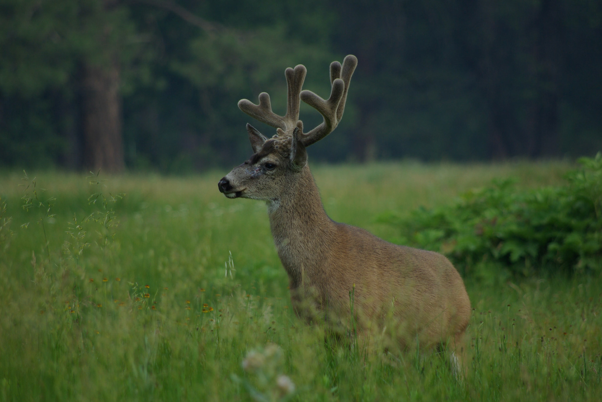 Mulhjort (California)