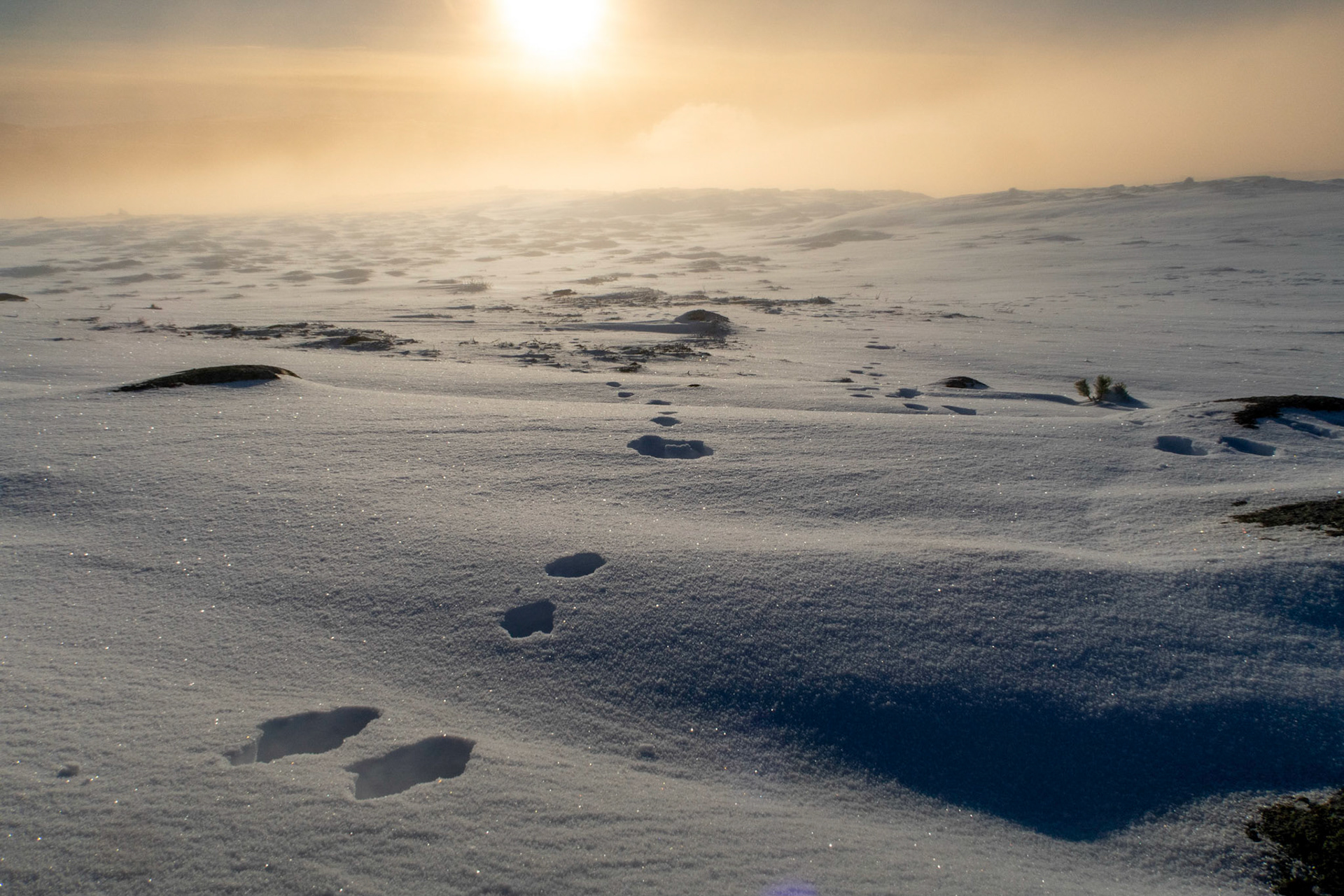 Vora i Oppdal. Harespor