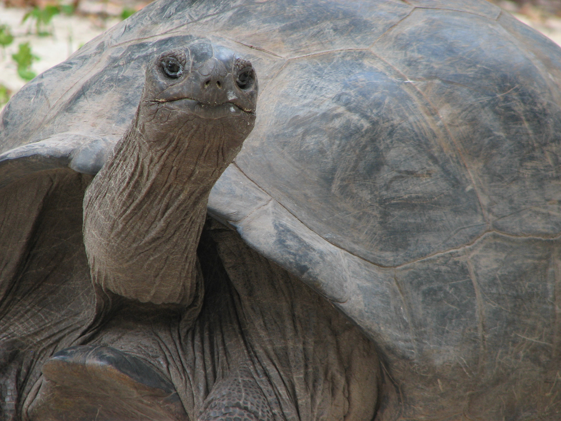 Aldebra kjempeskilpadde (Seychellene)