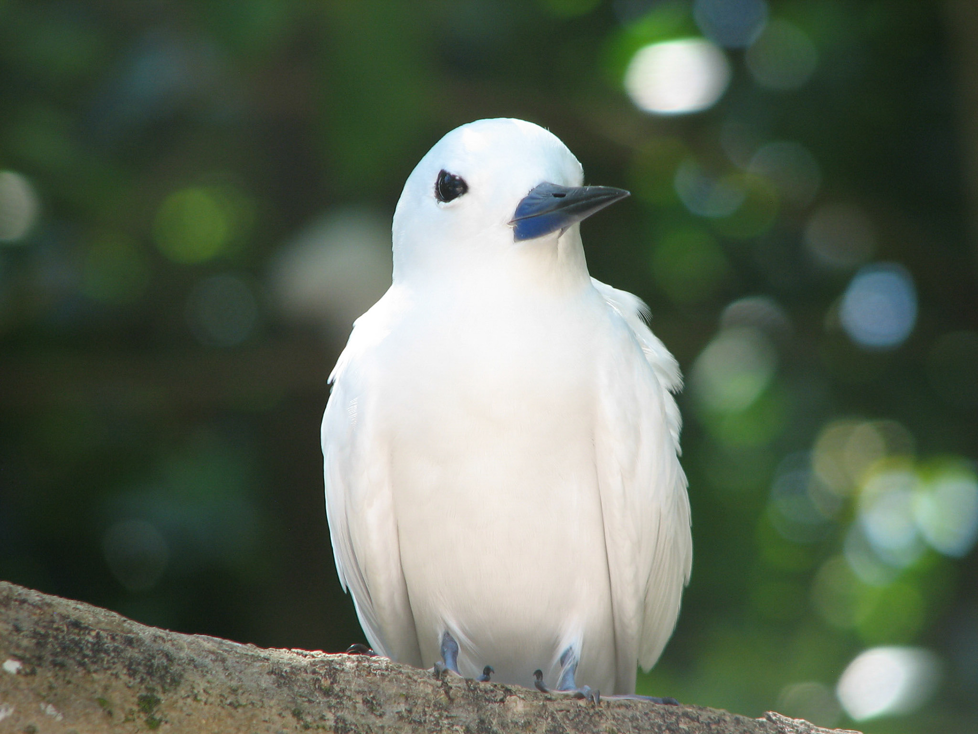 Fairy tern (Seychellene)