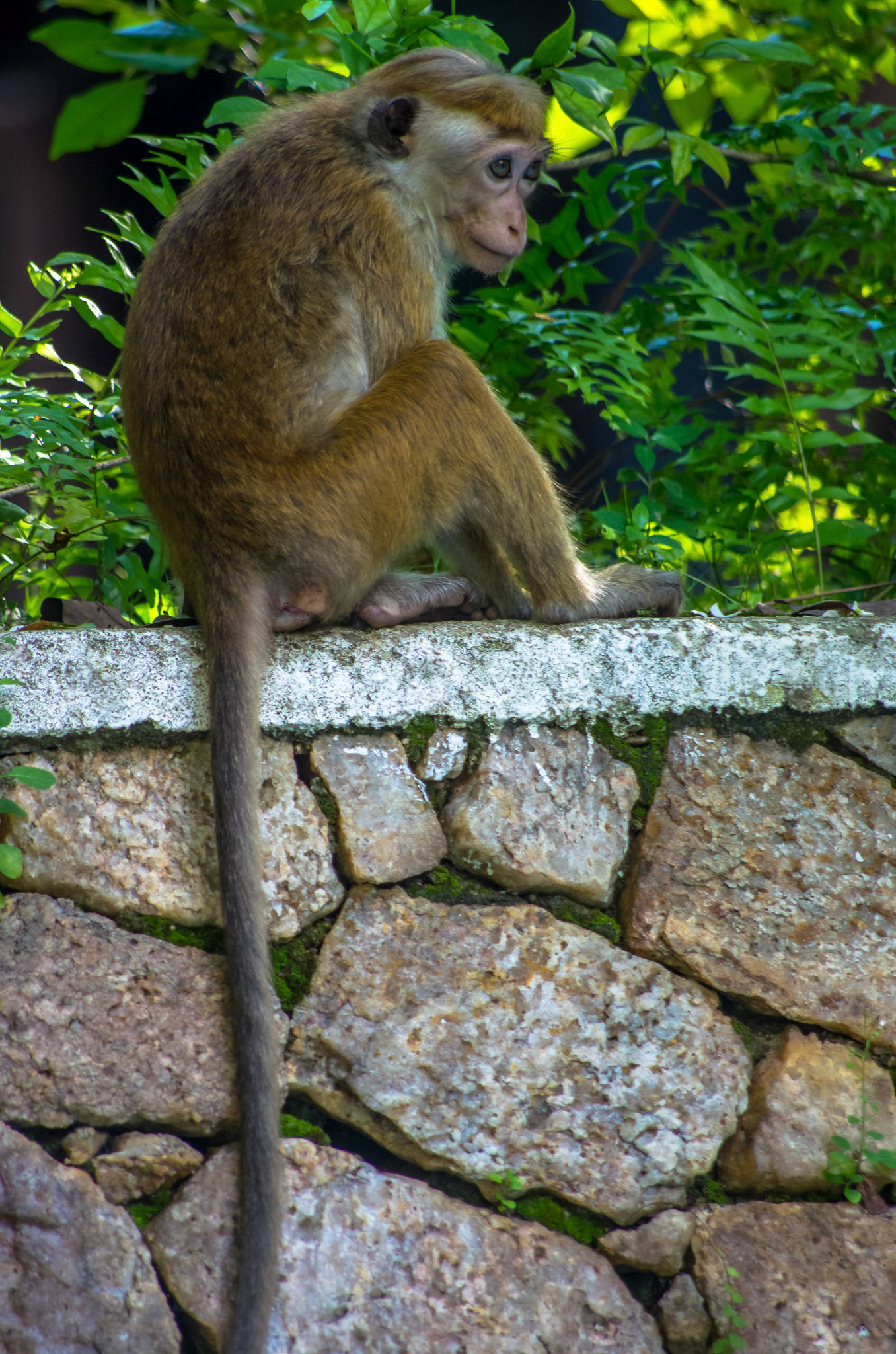 Toque macaque (Sri Lanka)