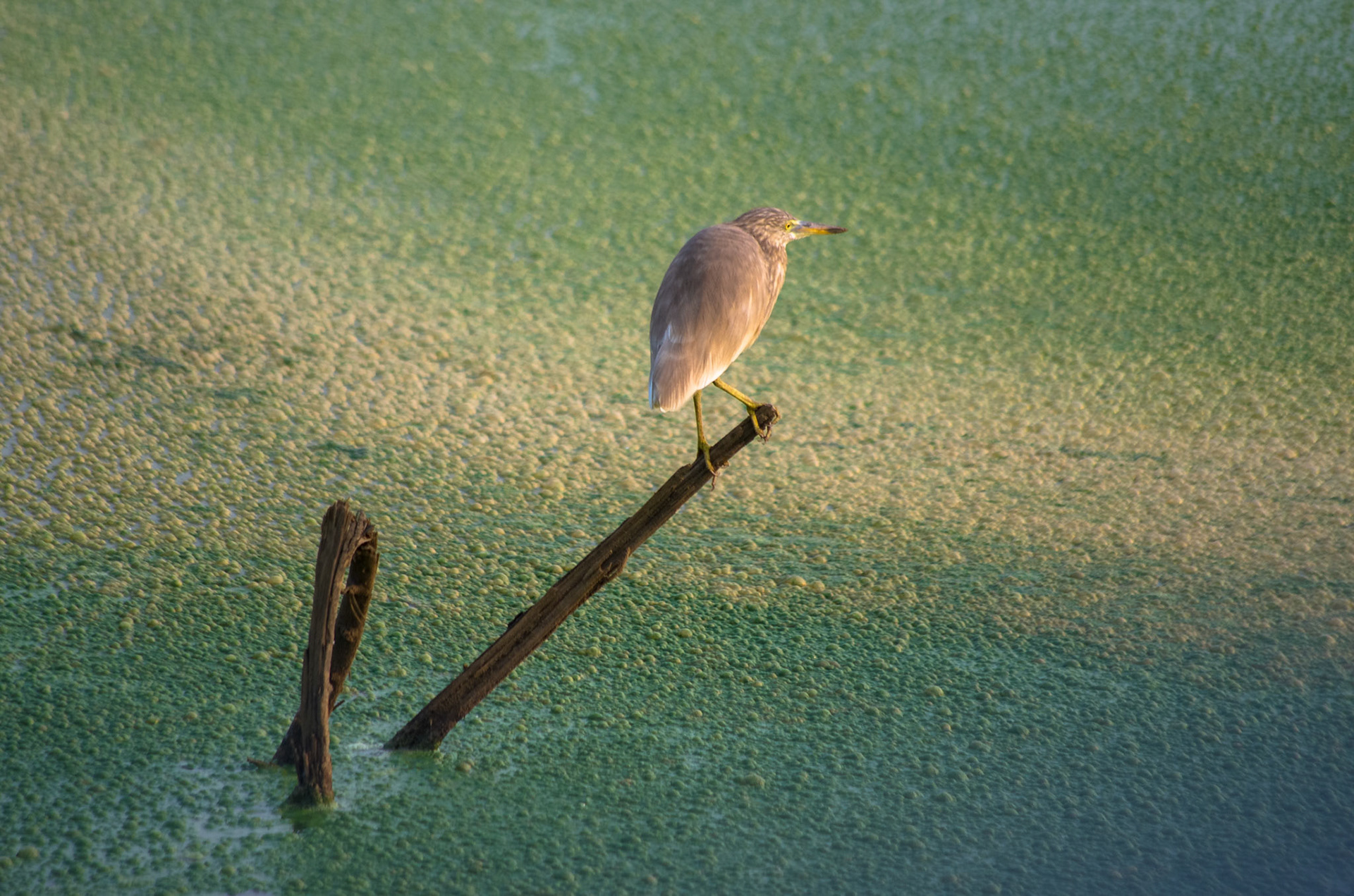 Okerrørdrum (Sri Lanka)