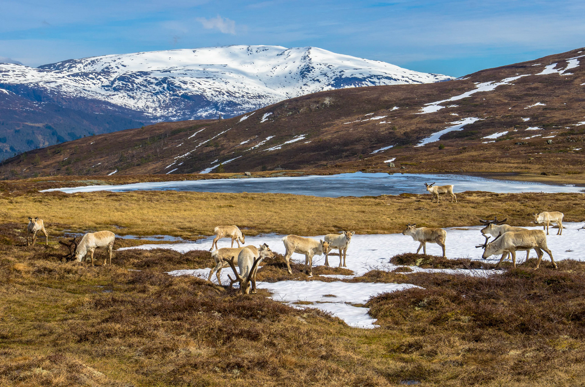 Villrein ved Lomvatnet i Gloppen