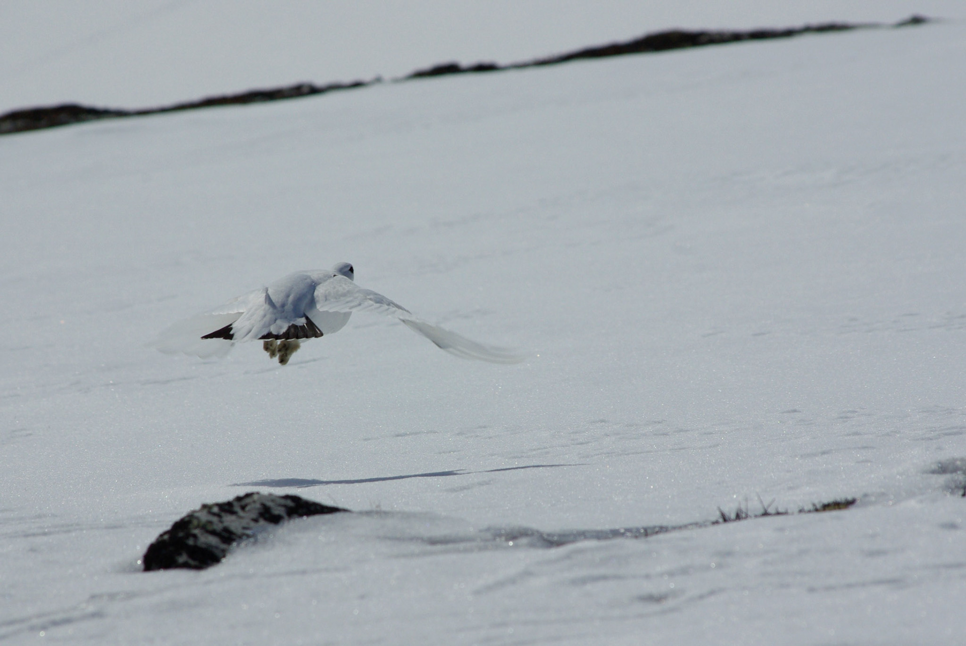 Rype i Rondane