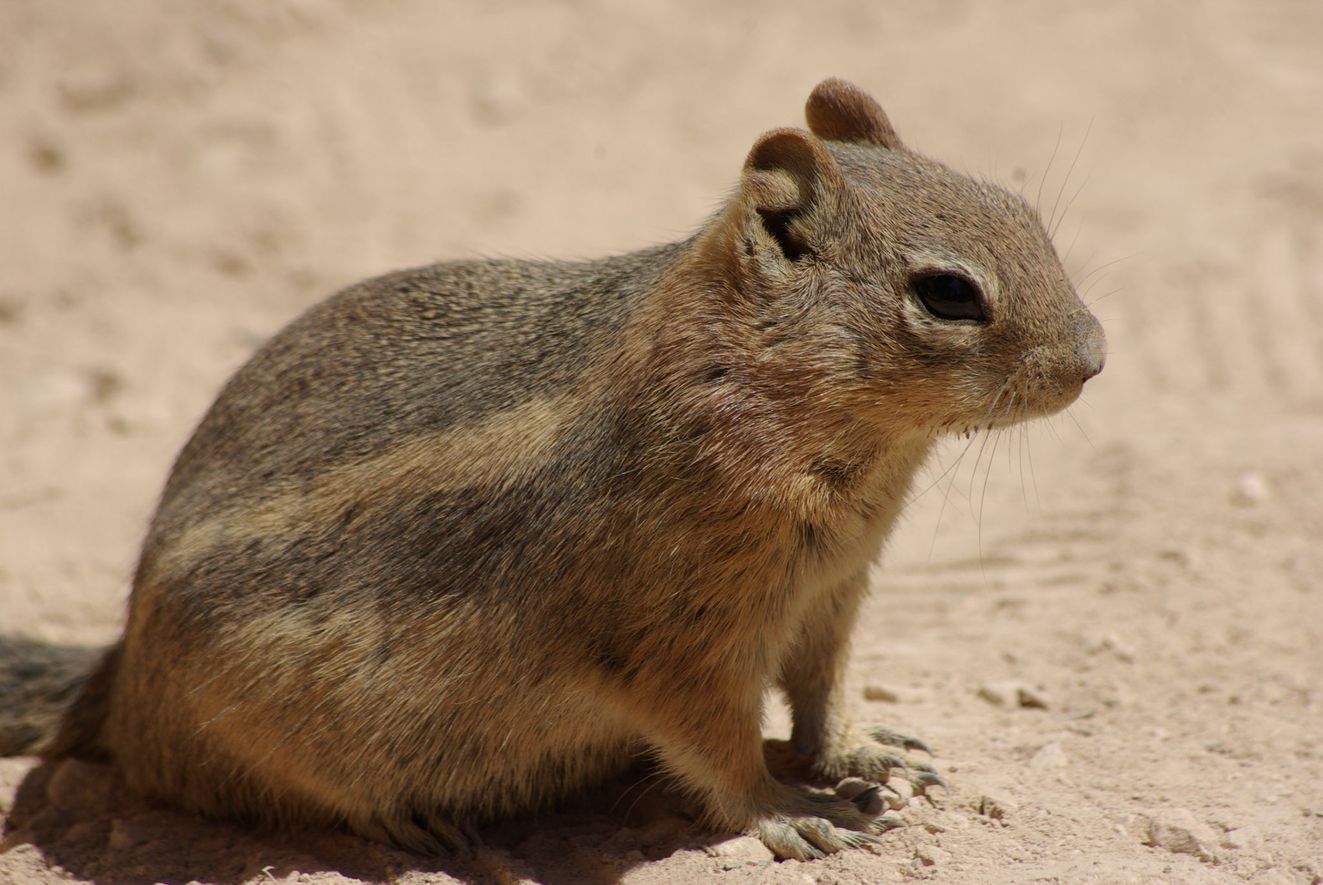 Chipmunk (California)