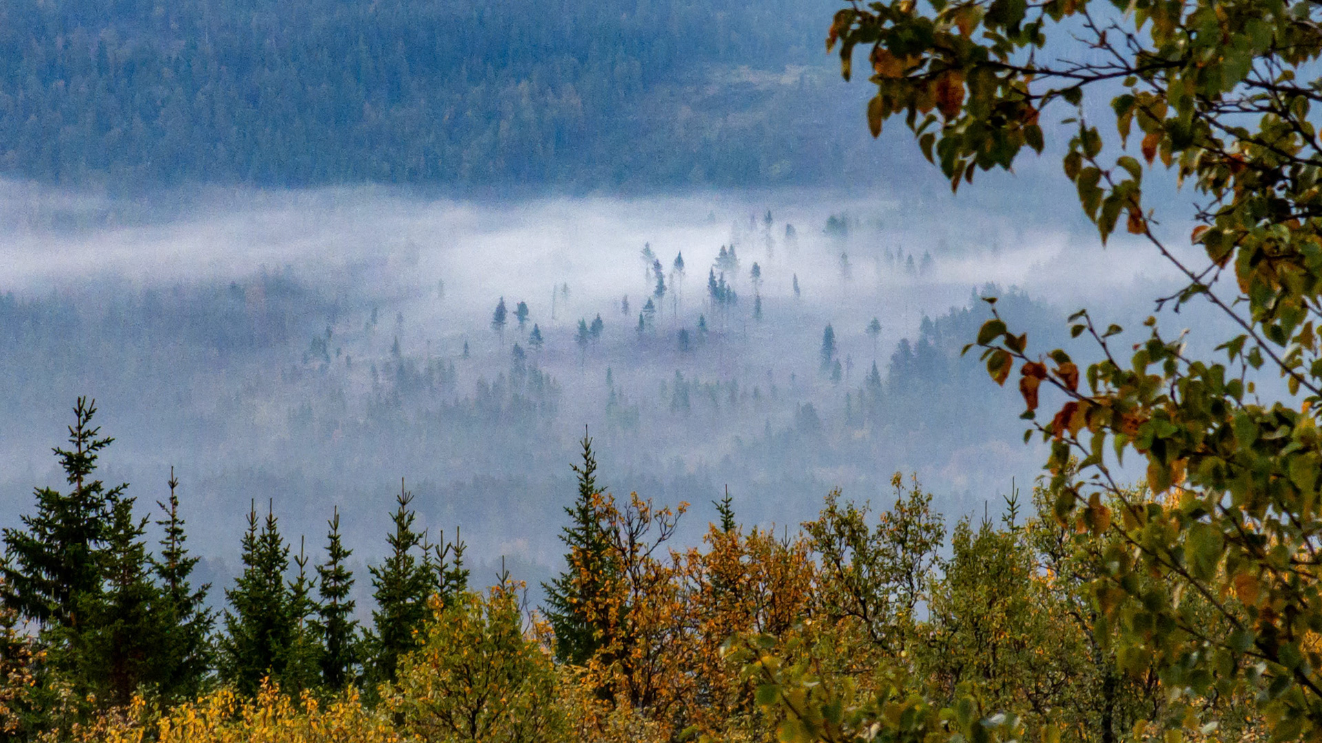 Morgentåke sett fra Birkebu