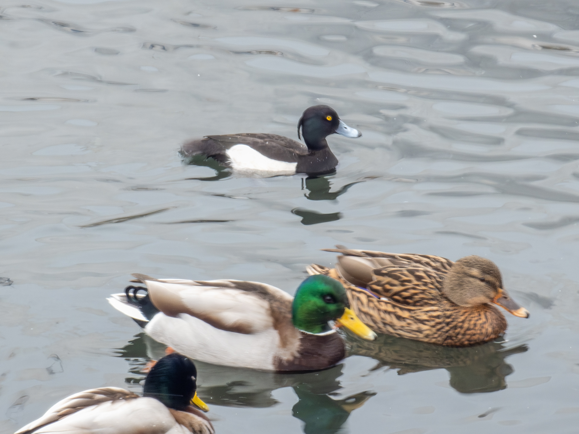 Toppand og Stokkender