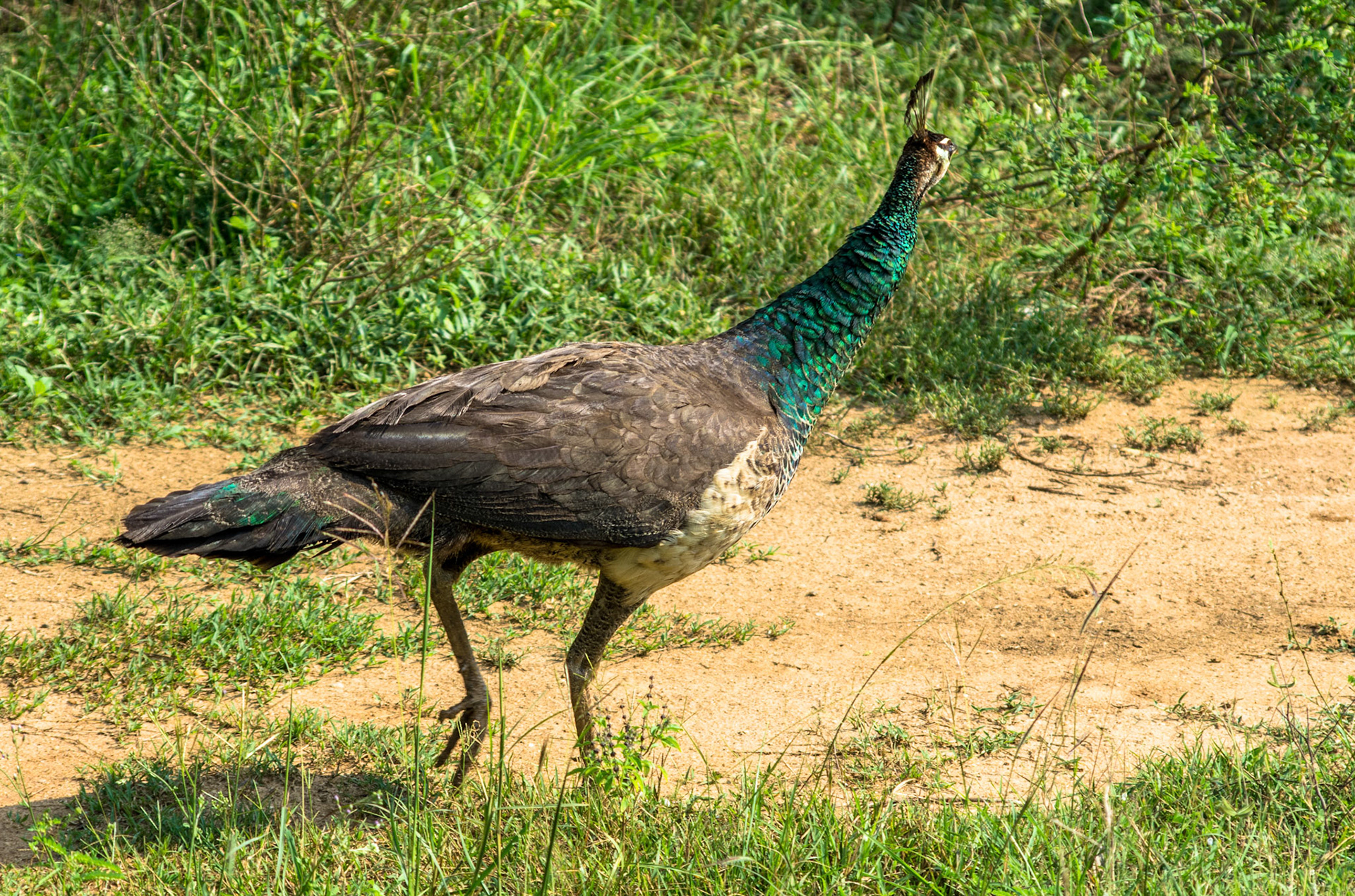 Indiapåfugl (Sri Lanka)